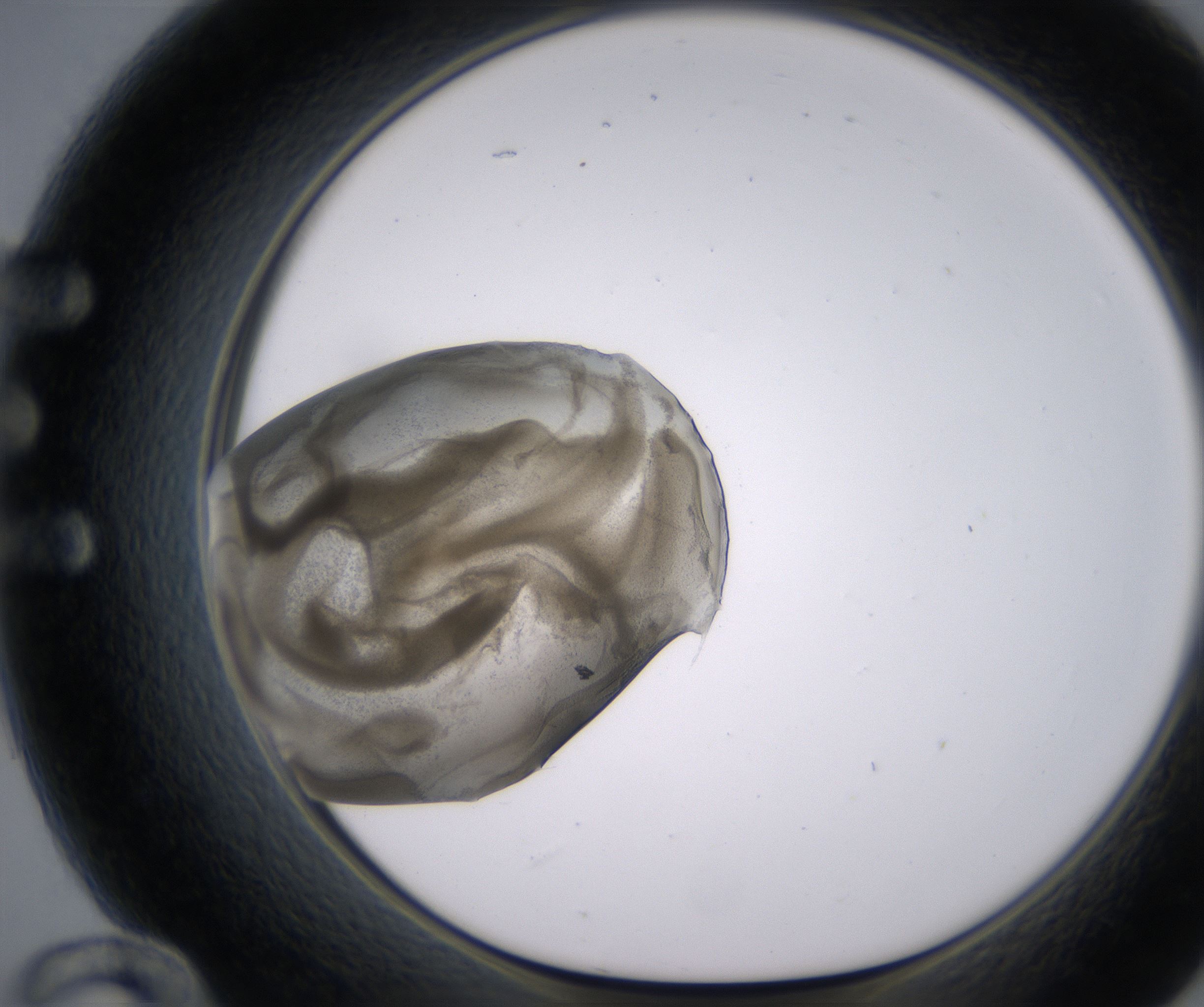E12_HighResolution_Precipitate_1.jpg