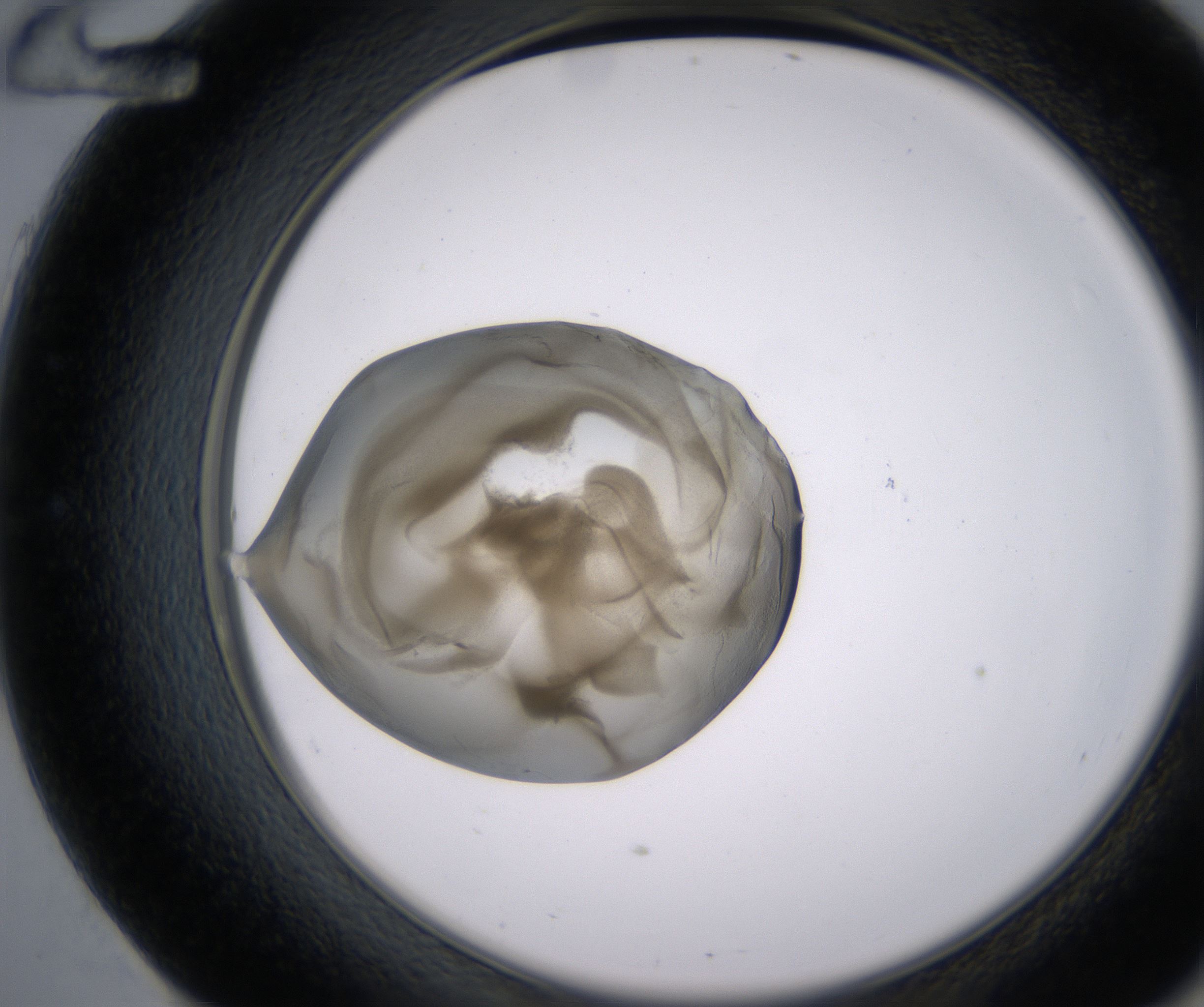 E12_HighResolution_Precipitate_2.jpg