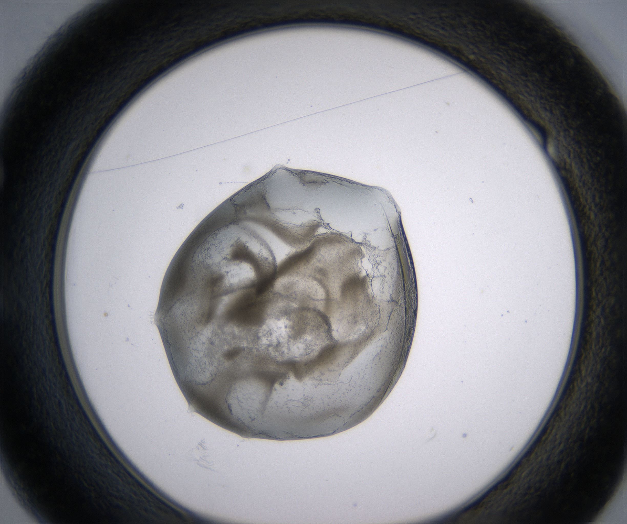 E1_HighResolution_Precipitate_1.jpg