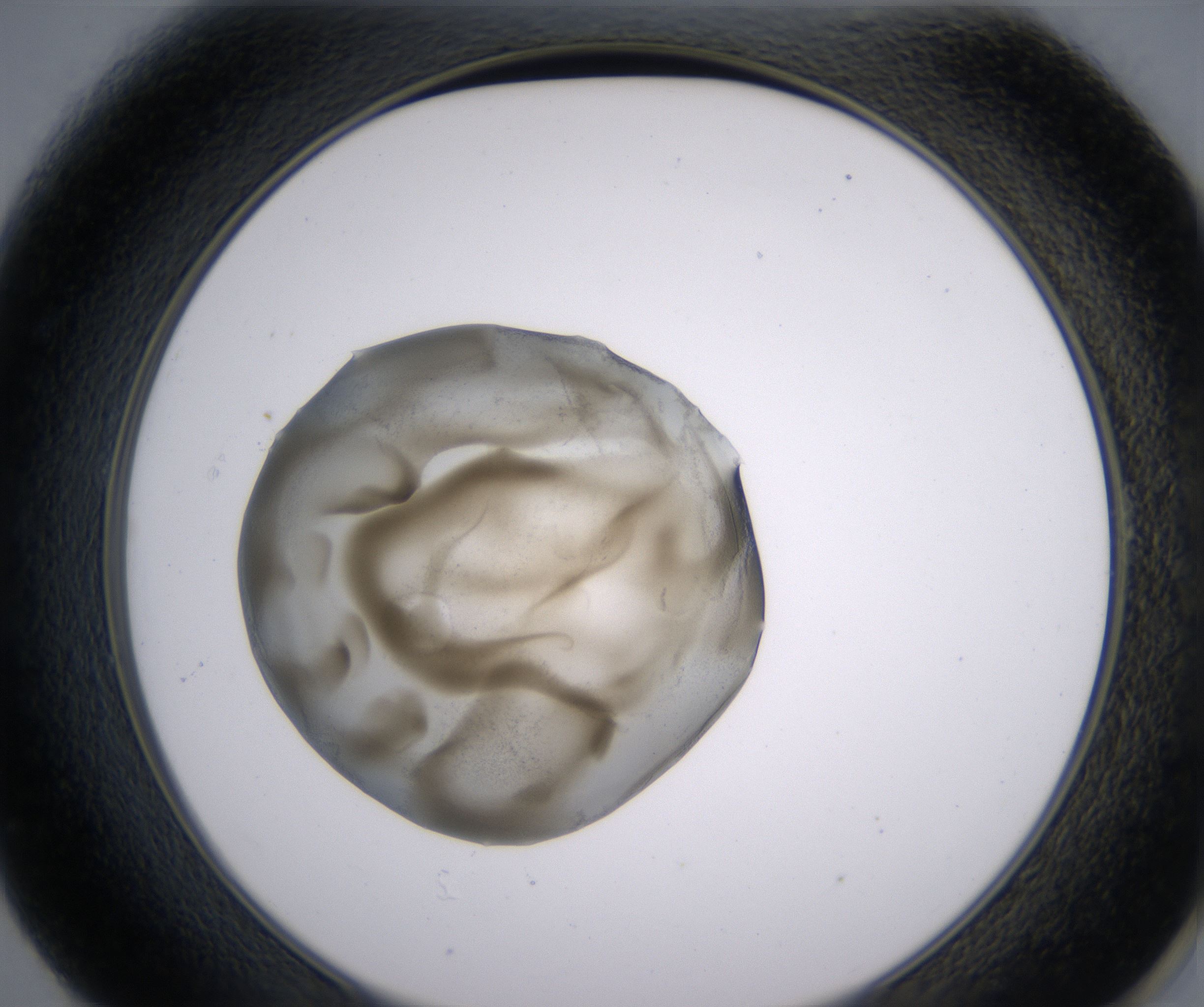 E1_HighResolution_Precipitate_2.jpg