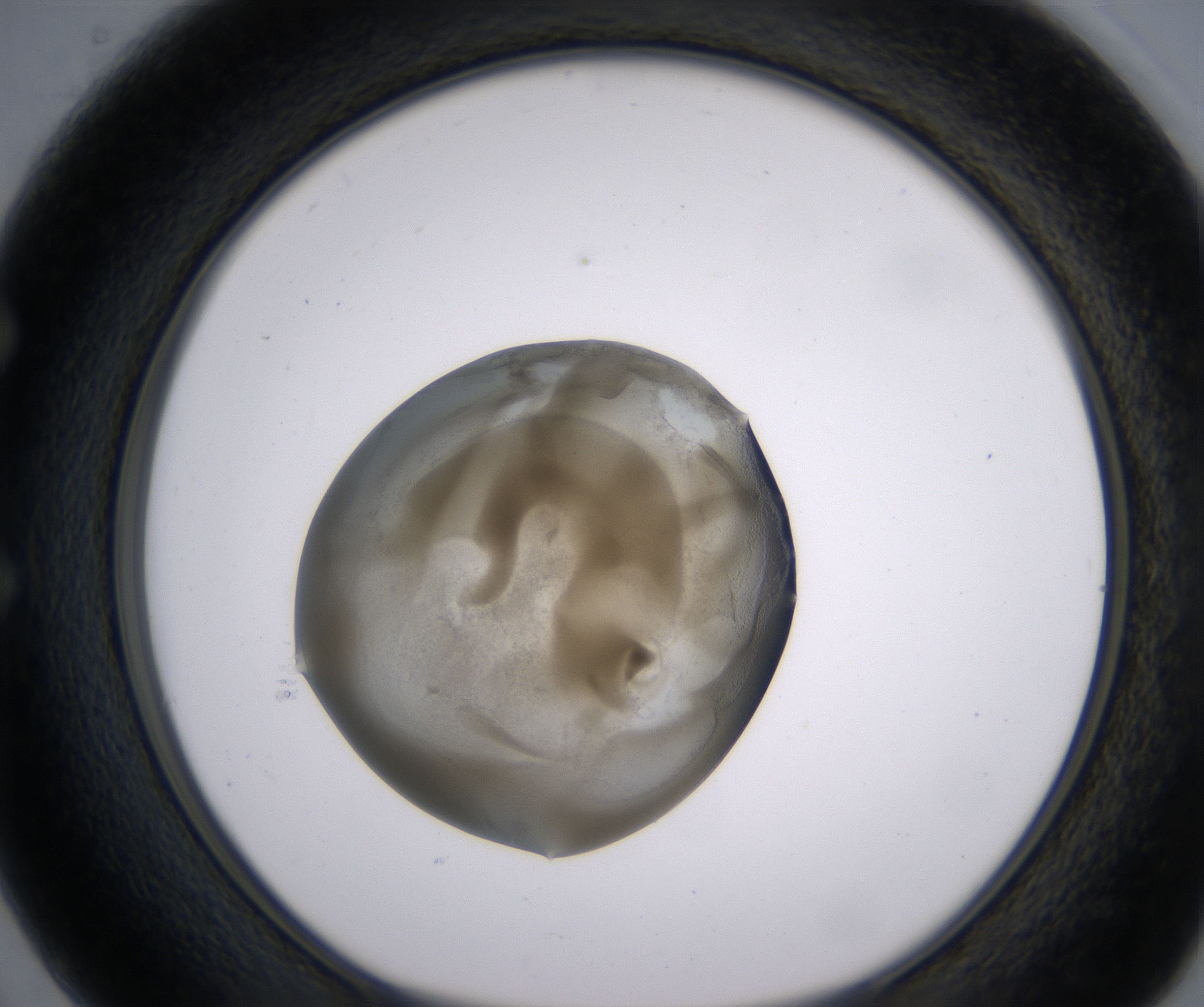 E2_HighResolution_Precipitate_1.jpg