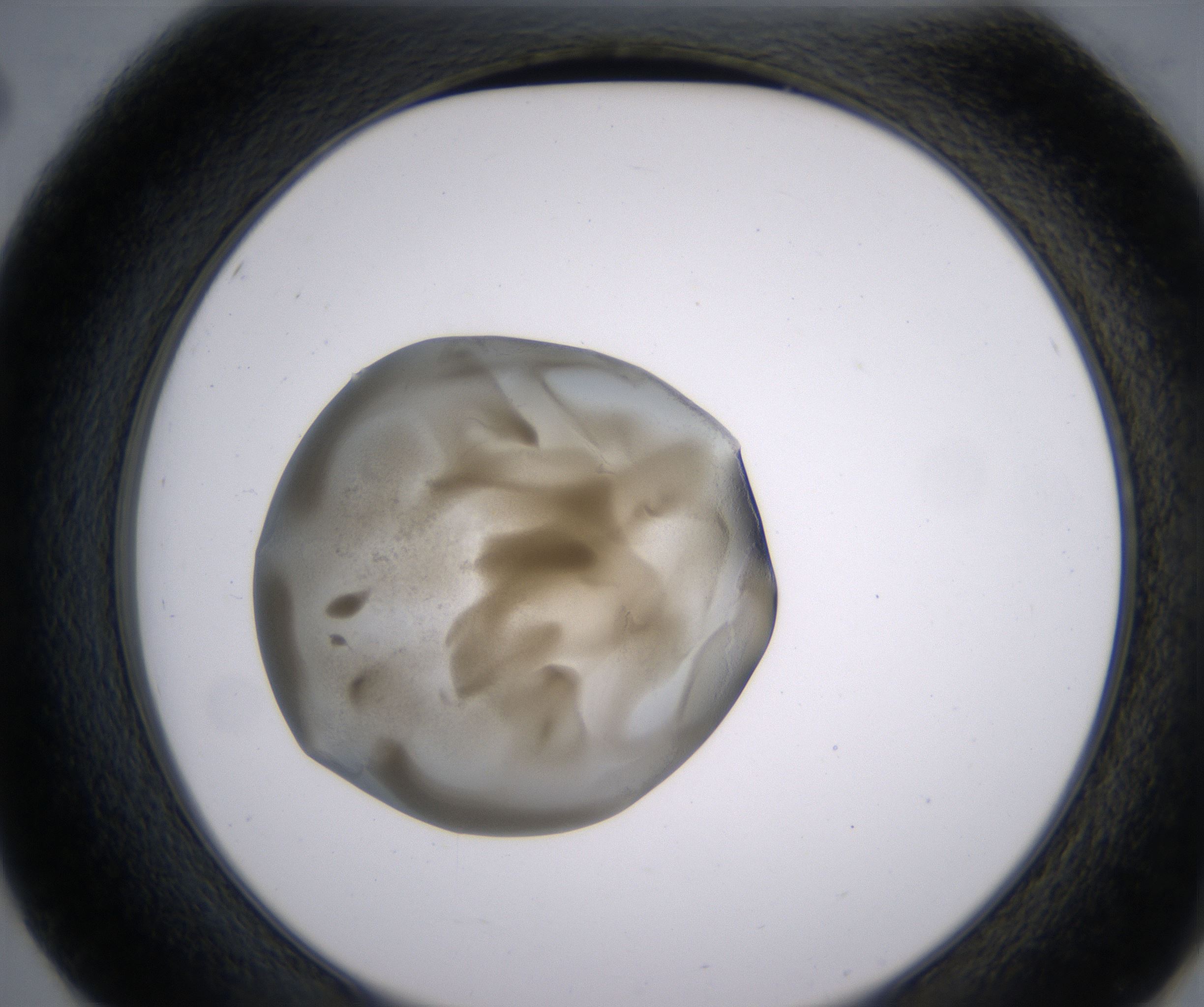 E2_HighResolution_Precipitate_2.jpg