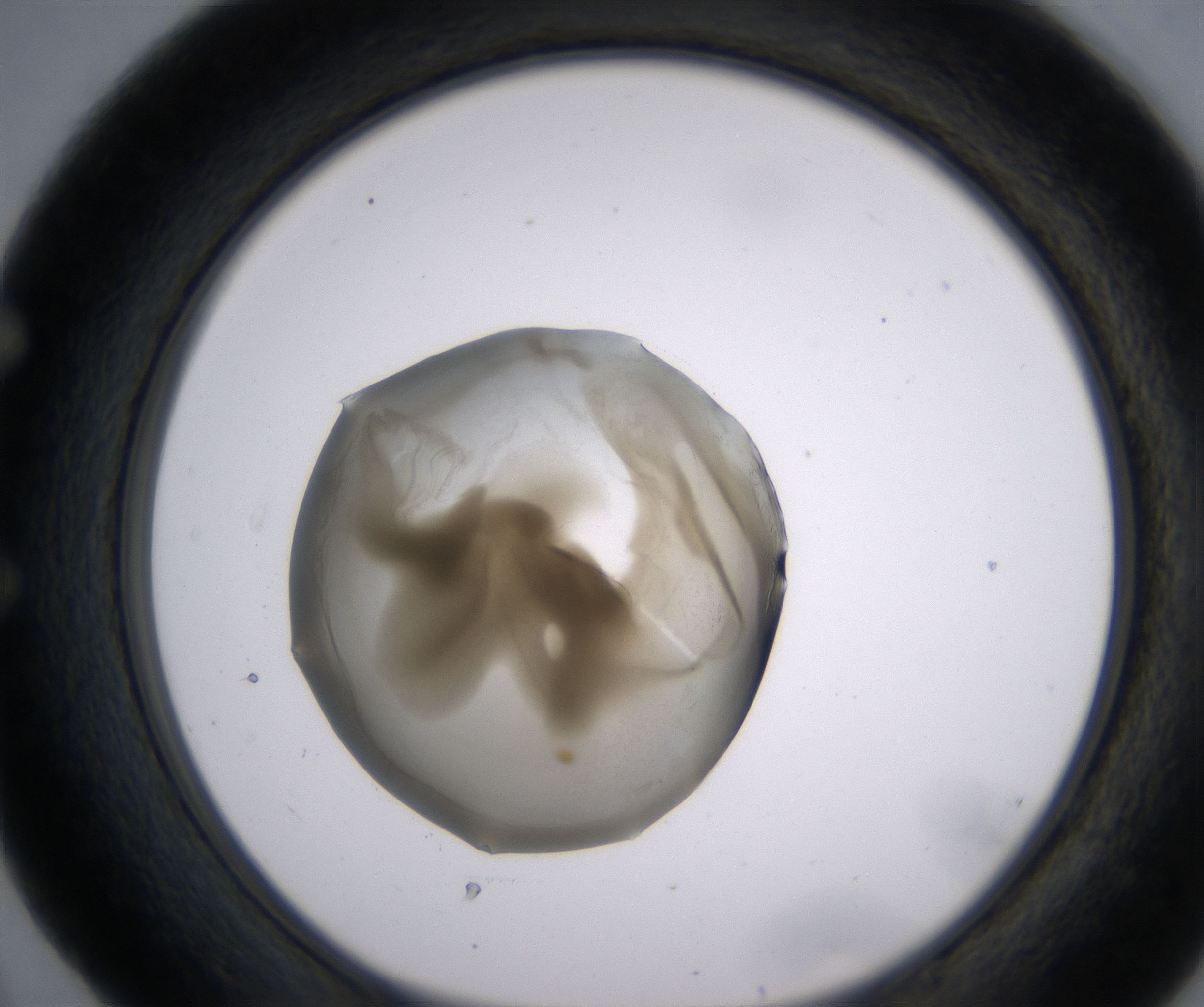 E4_HighResolution_Precipitate_1.jpg