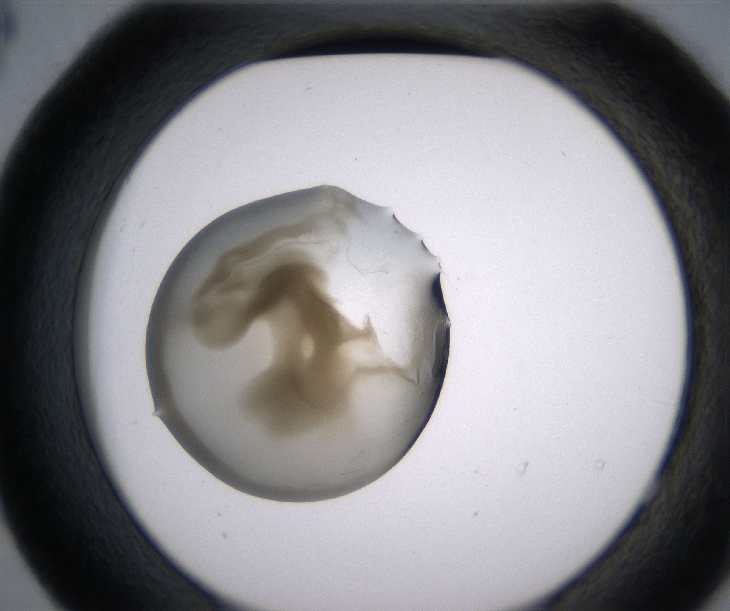 E4_HighResolution_Precipitate_2.jpg