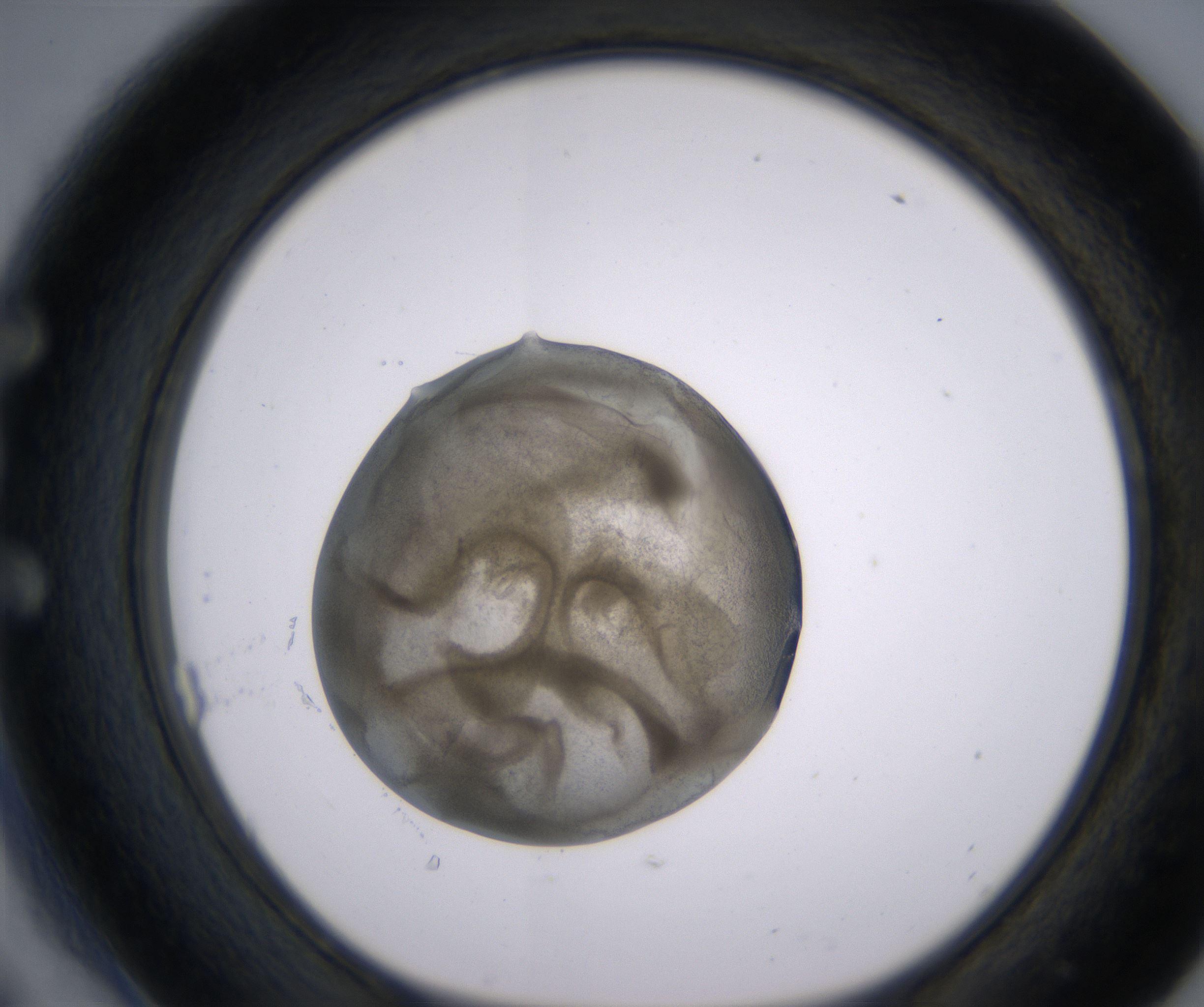 E6_HighResolution_Precipitate_1.jpg