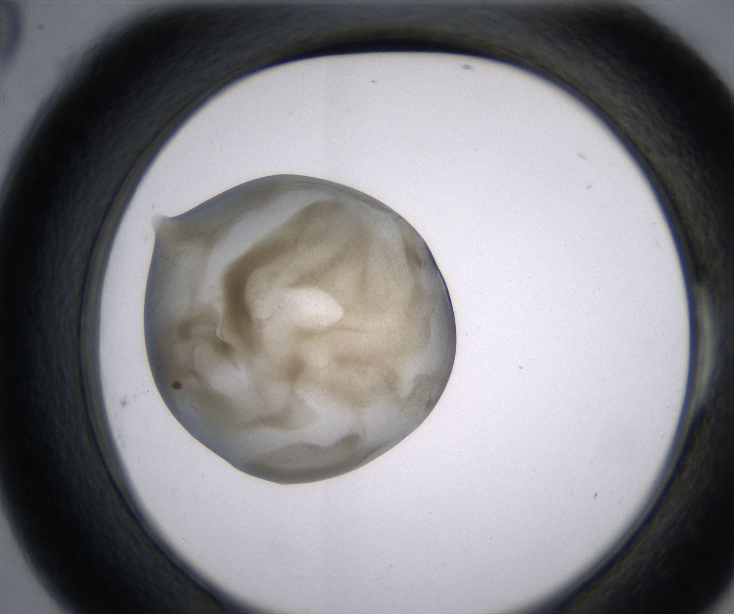 E6_HighResolution_Precipitate_2.jpg