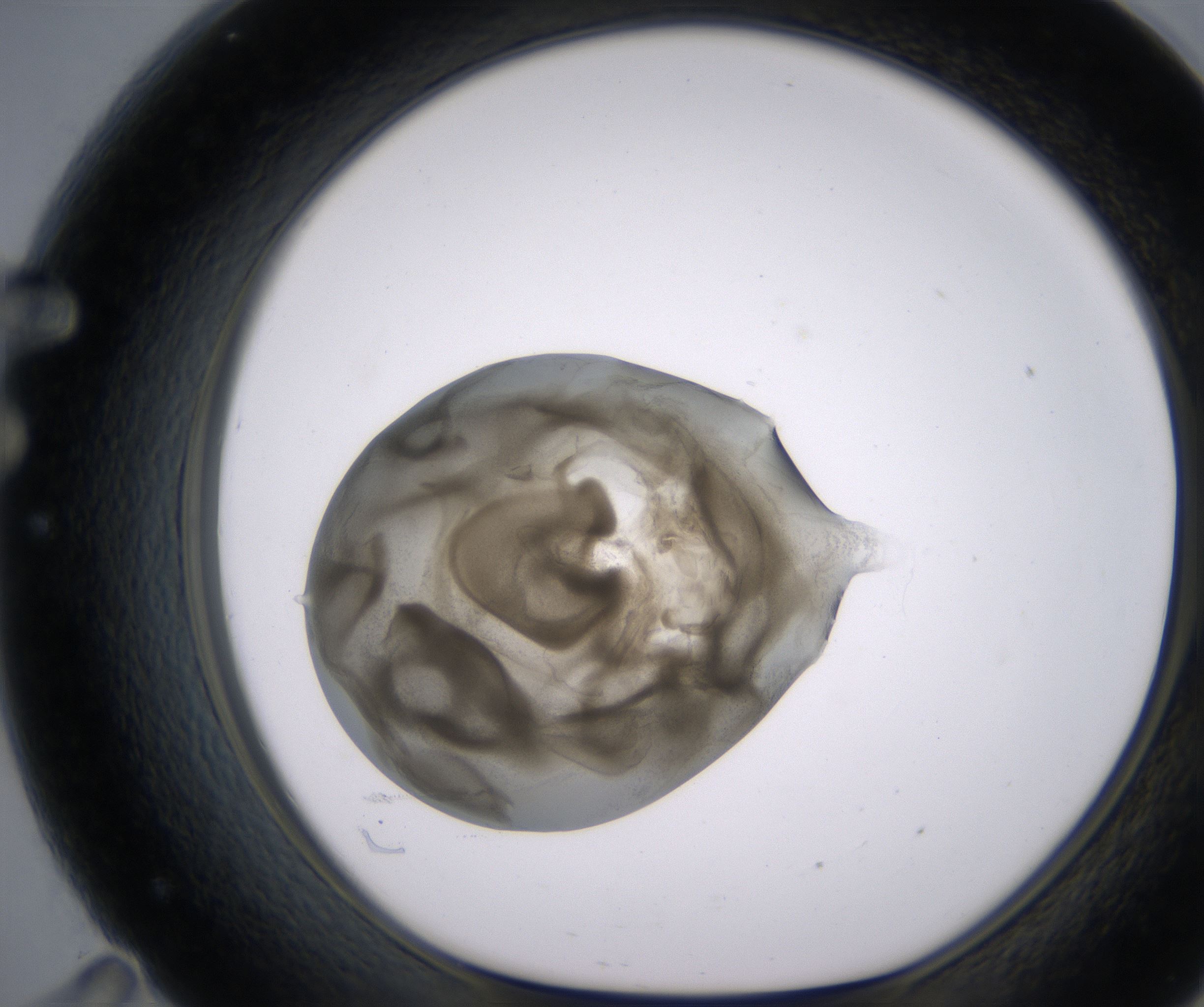 F11_HighResolution_Precipitate_1.jpg