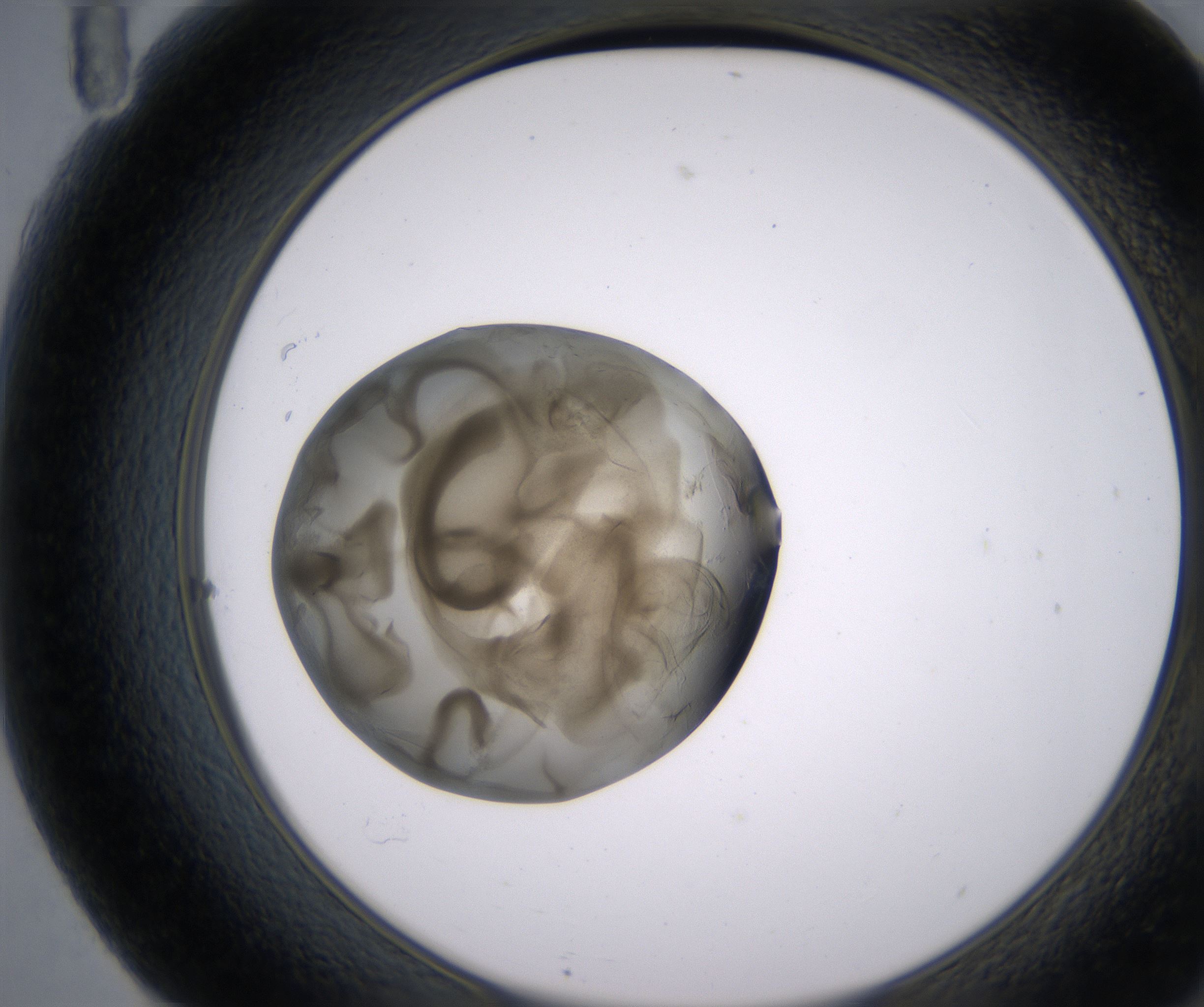 F11_HighResolution_Precipitate_2.jpg