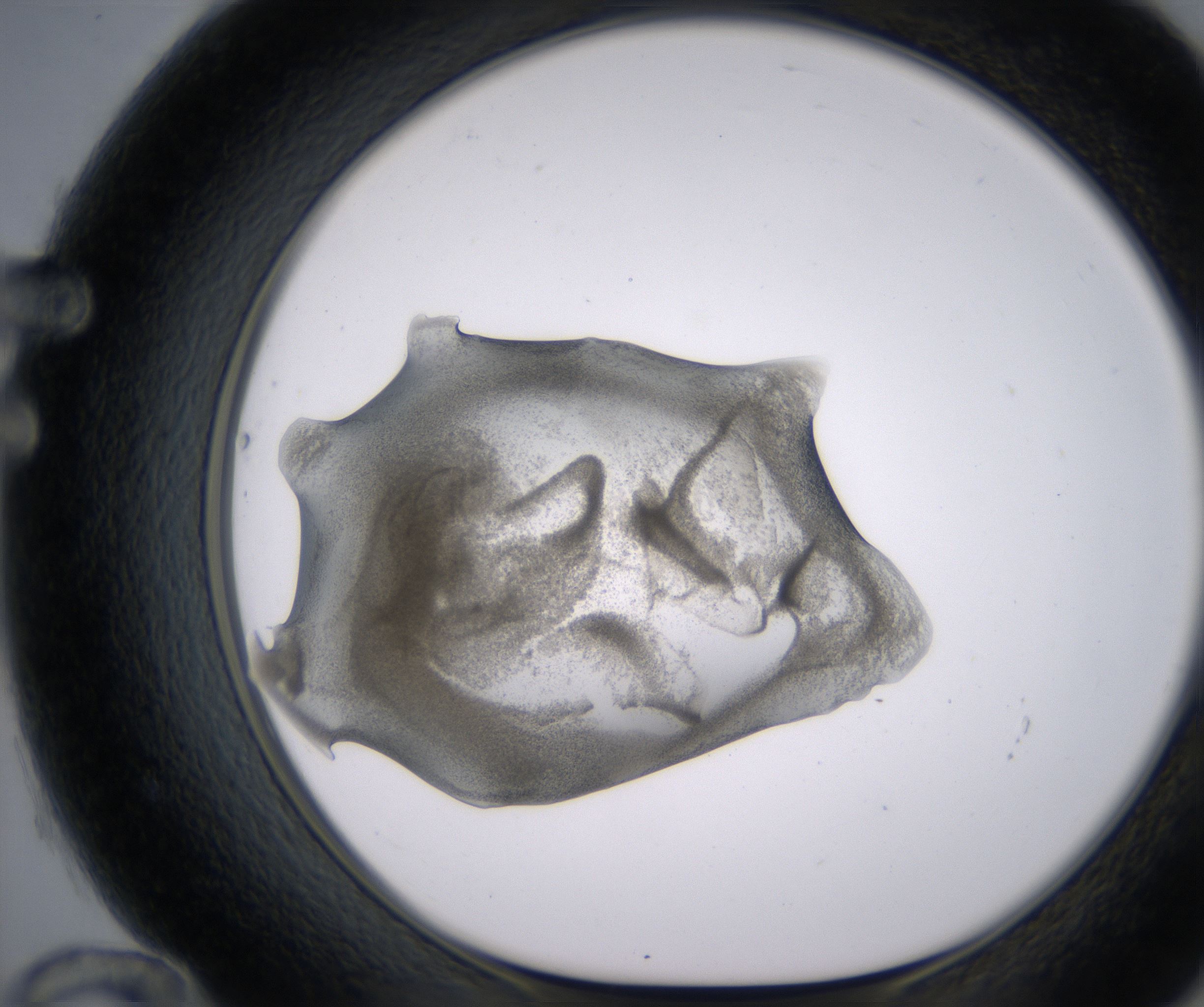 F12_HighResolution_Precipitate_1.jpg