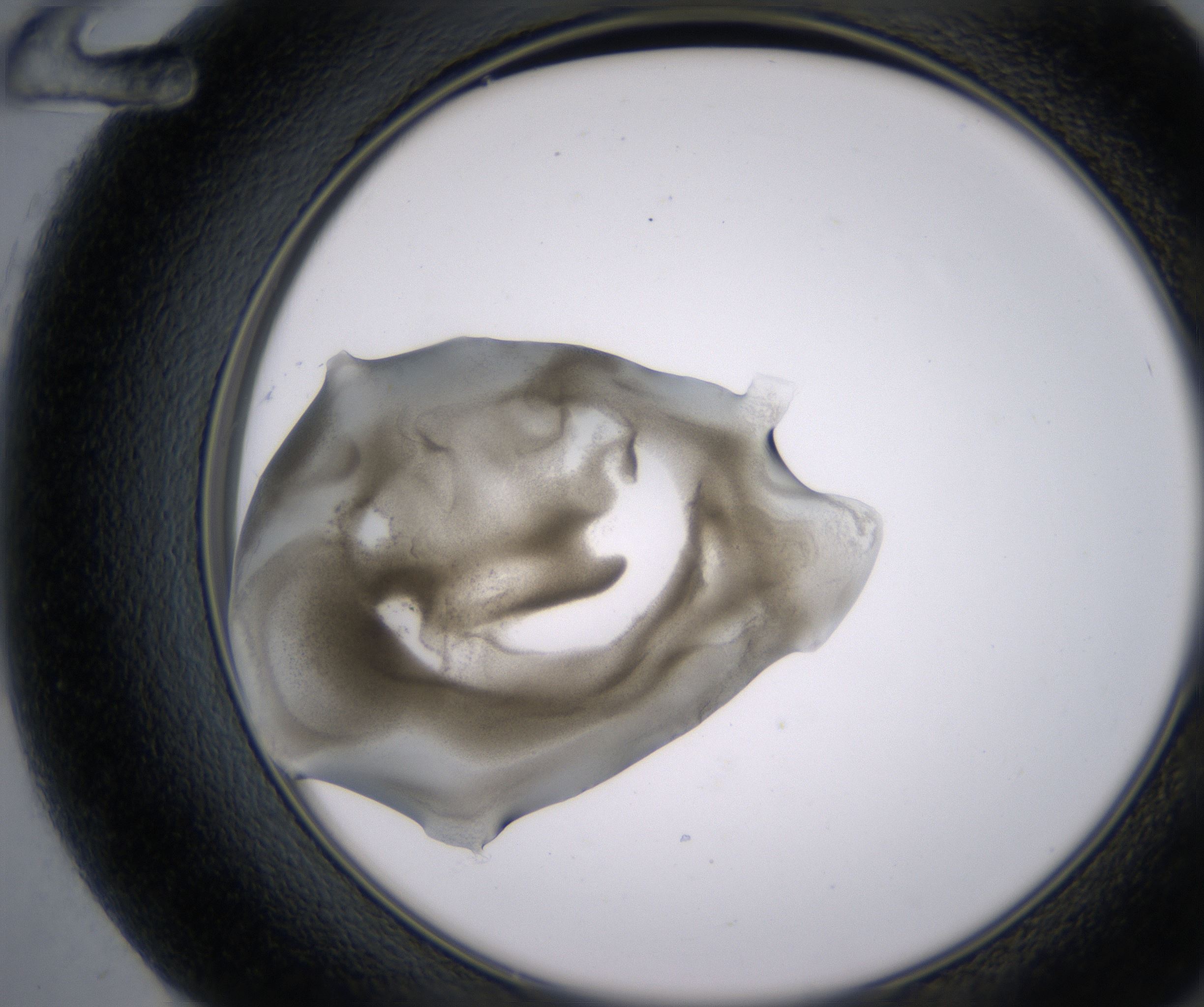 F12_HighResolution_Precipitate_2.jpg