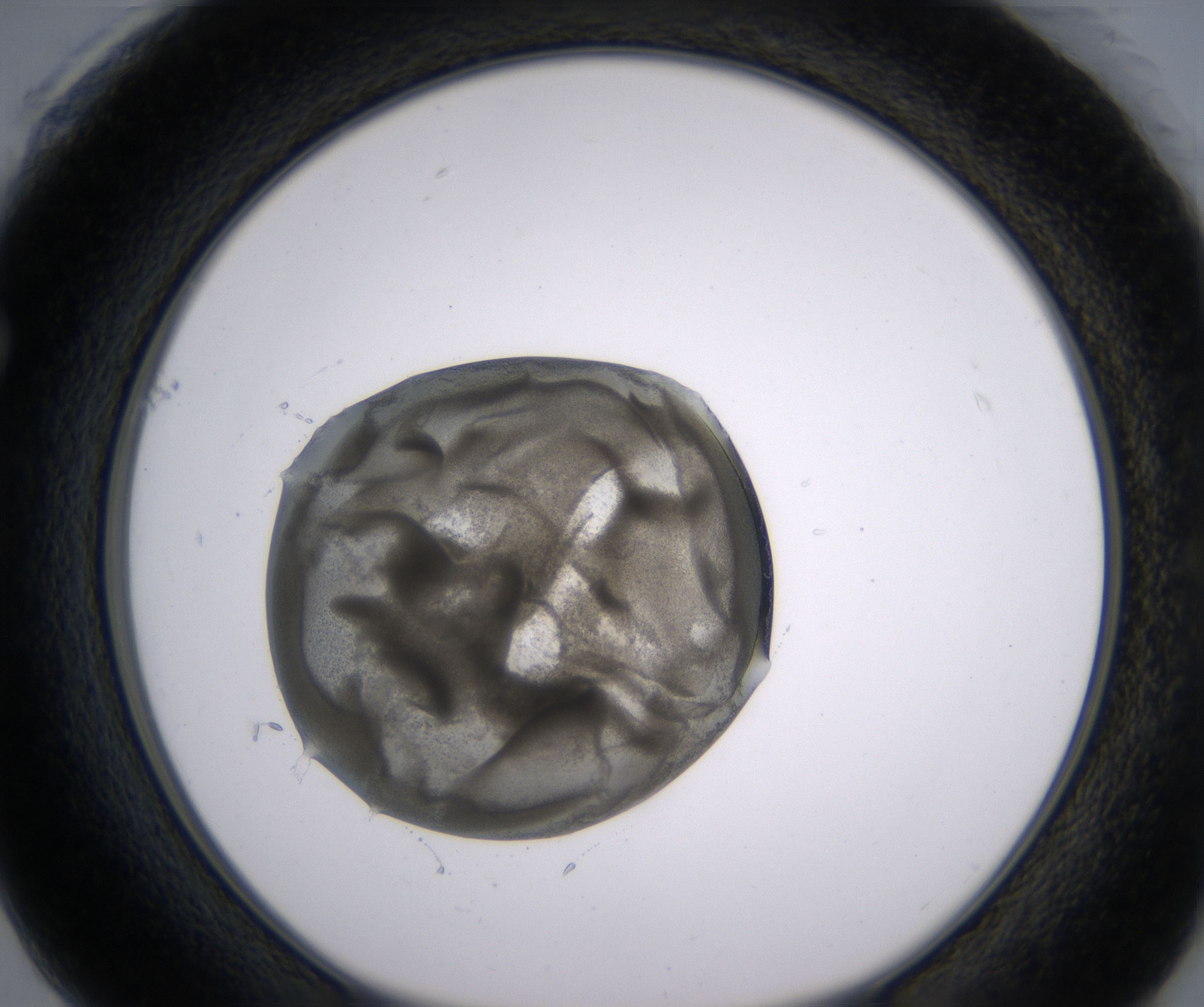 F1_HighResolution_Precipitate_1.jpg