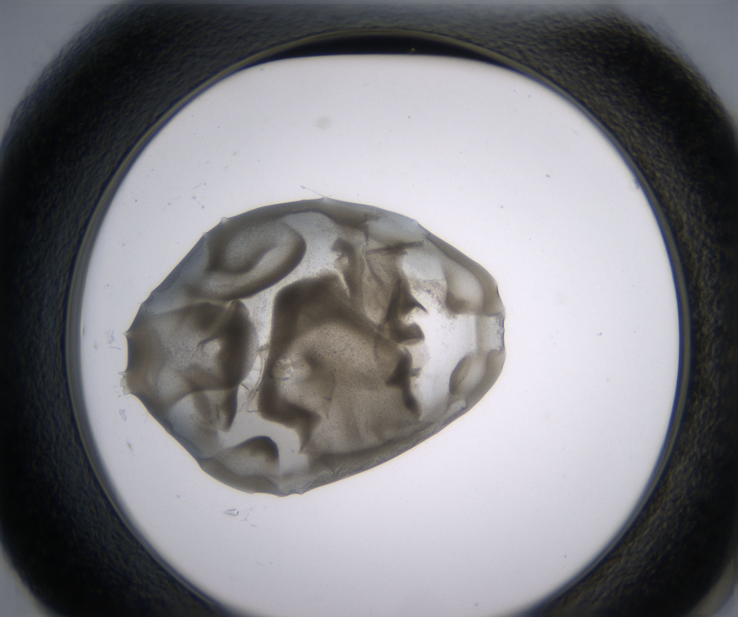 F1_HighResolution_Precipitate_2.jpg