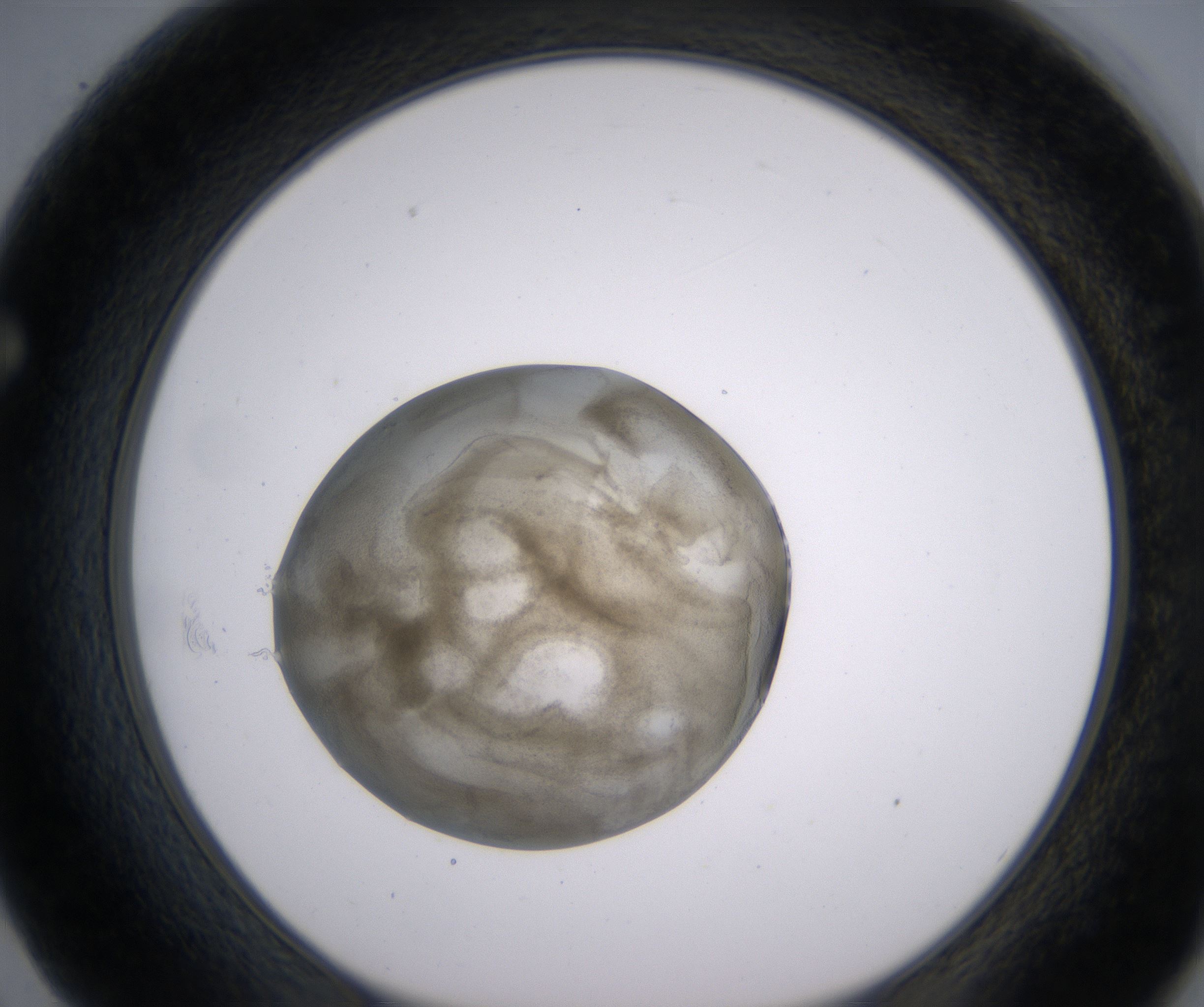 F2_HighResolution_Precipitate_1.jpg