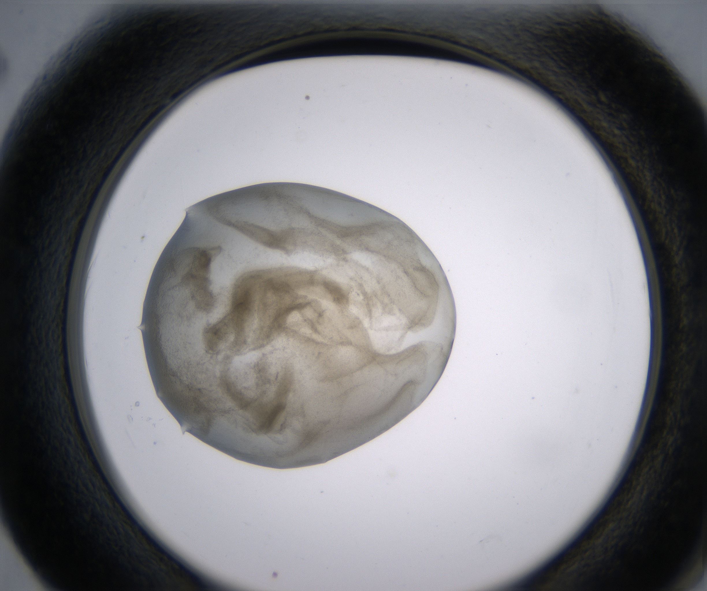 F2_HighResolution_Precipitate_2.jpg