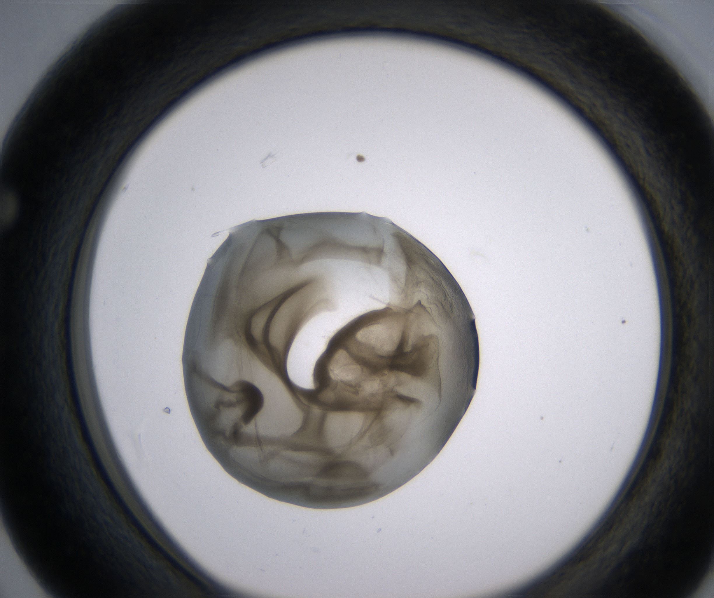 F3_HighResolution_Precipitate_1.jpg