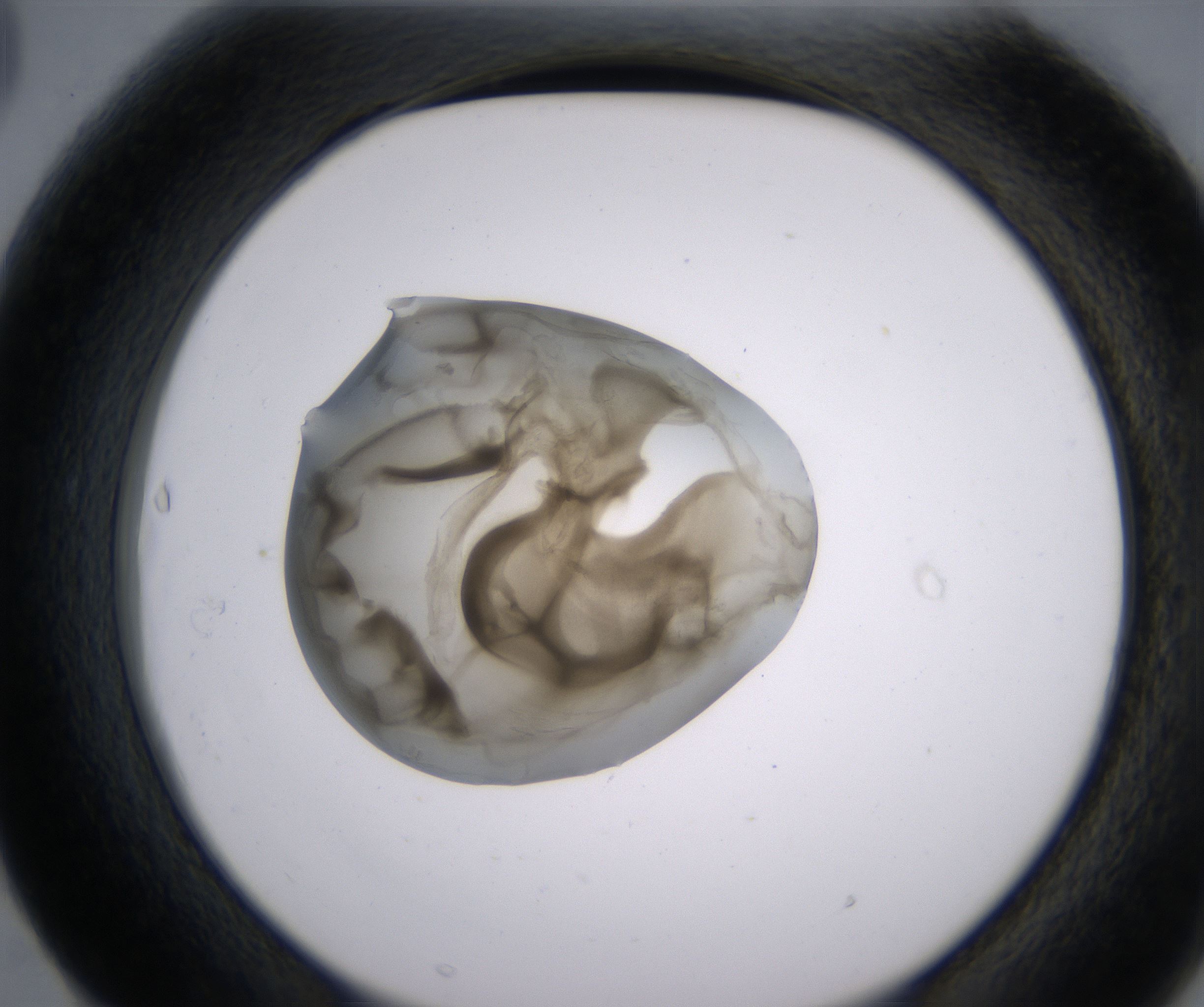 F3_HighResolution_Precipitate_2.jpg
