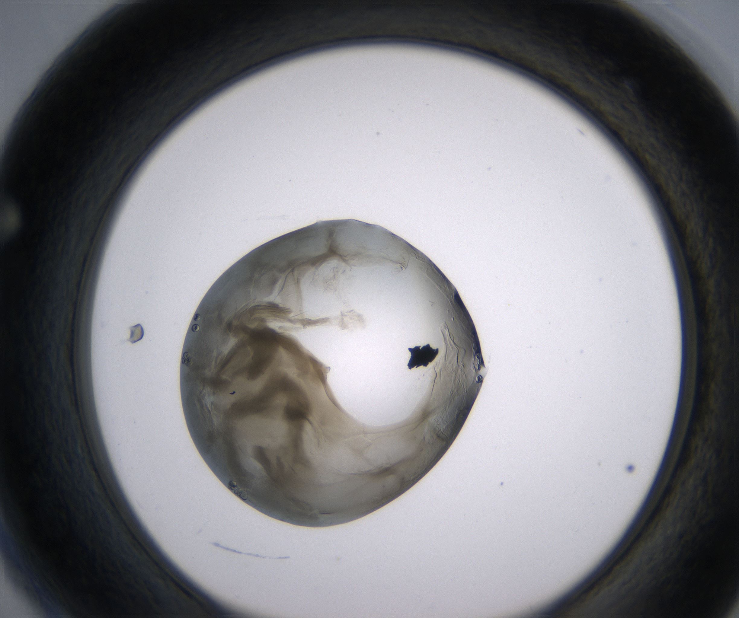 F4_HighResolution_Precipitate_1.jpg