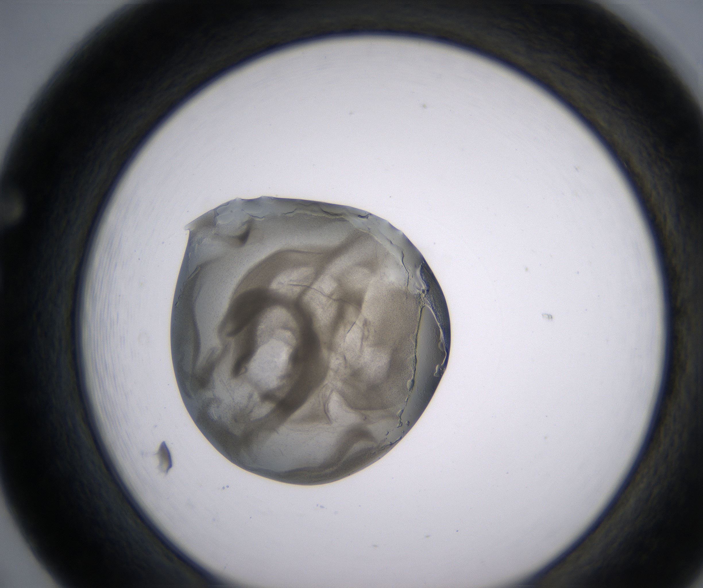 F5_HighResolution_Precipitate_1.jpg