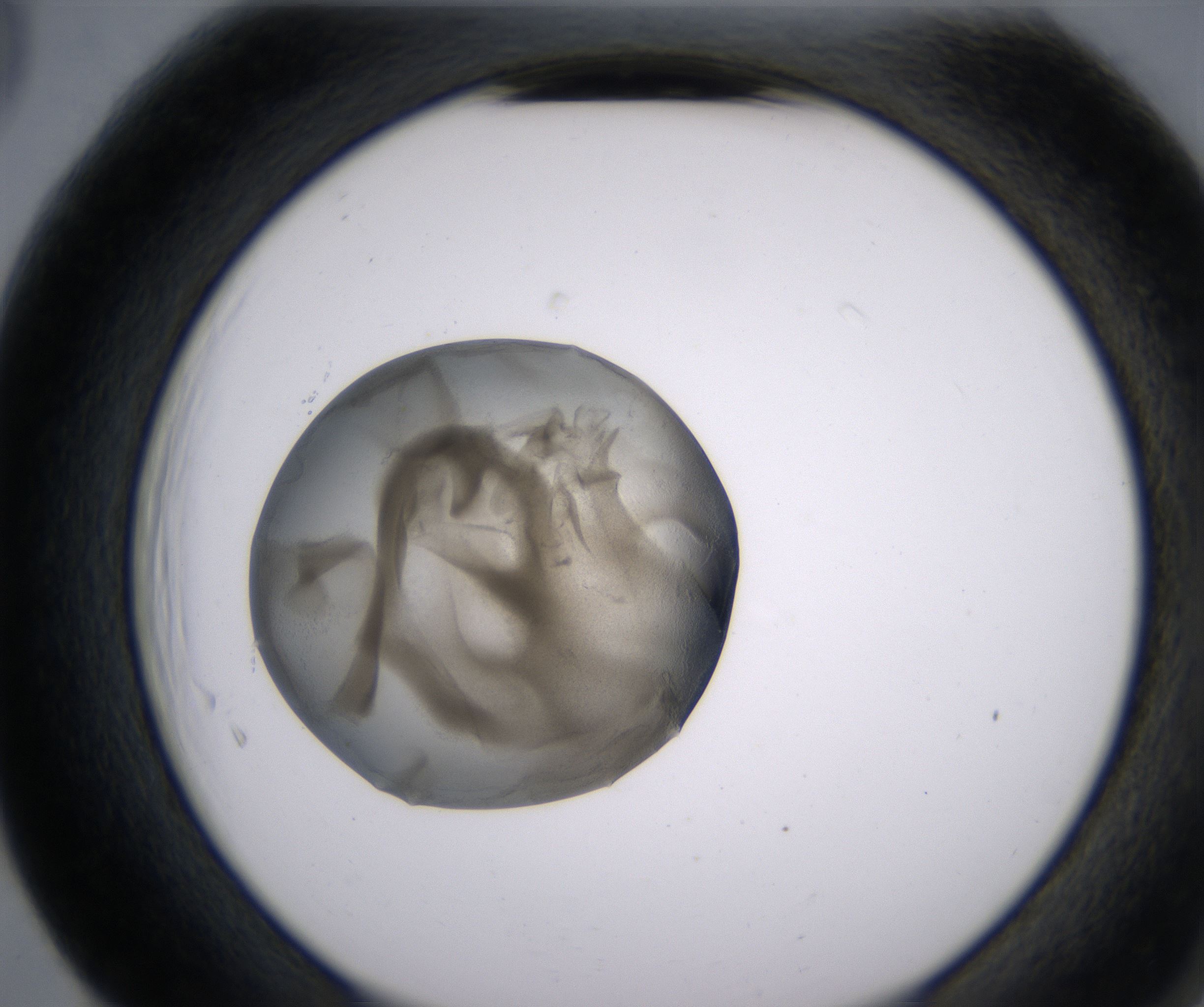 F5_HighResolution_Precipitate_2.jpg