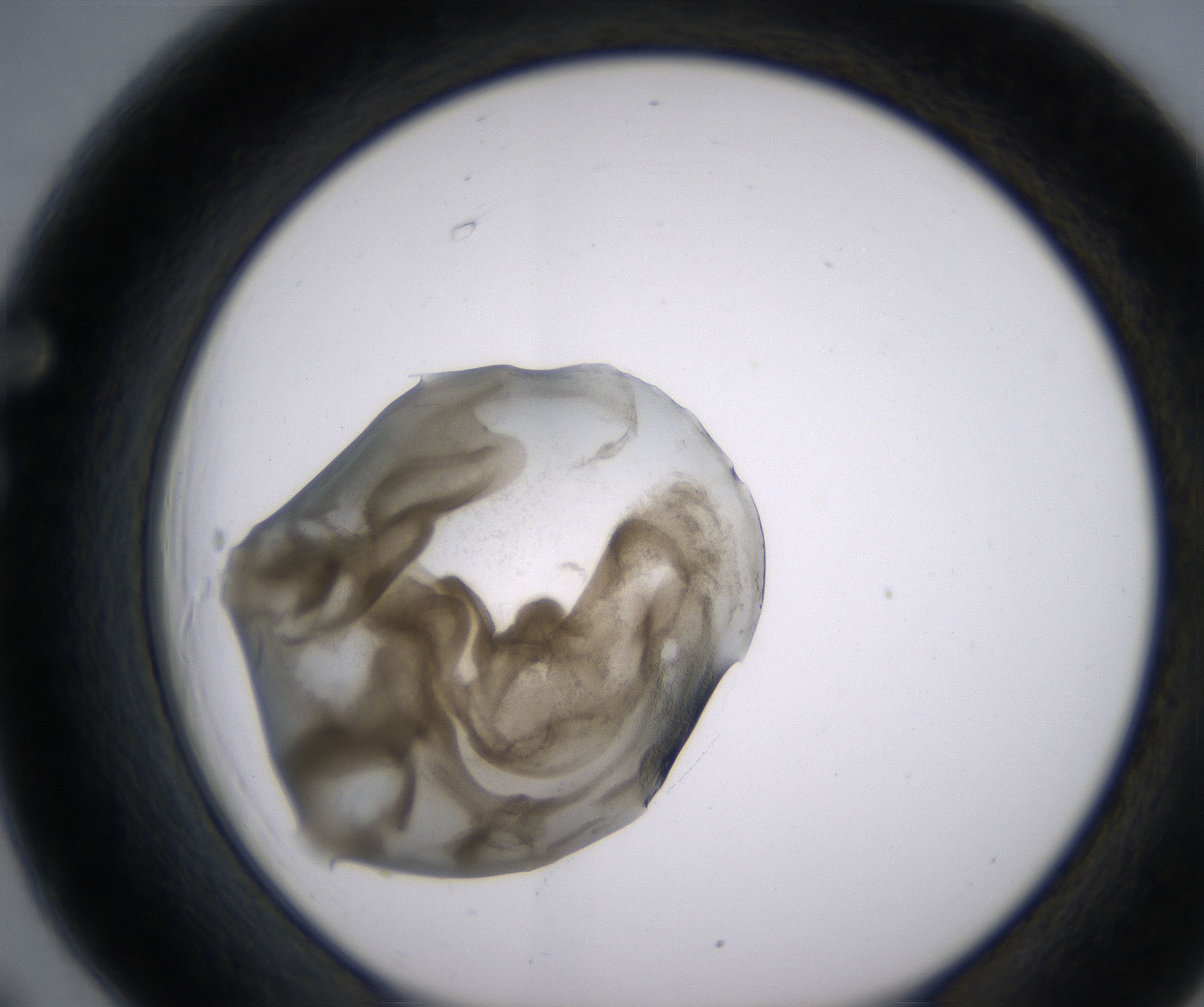 F6_HighResolution_Precipitate_1.jpg