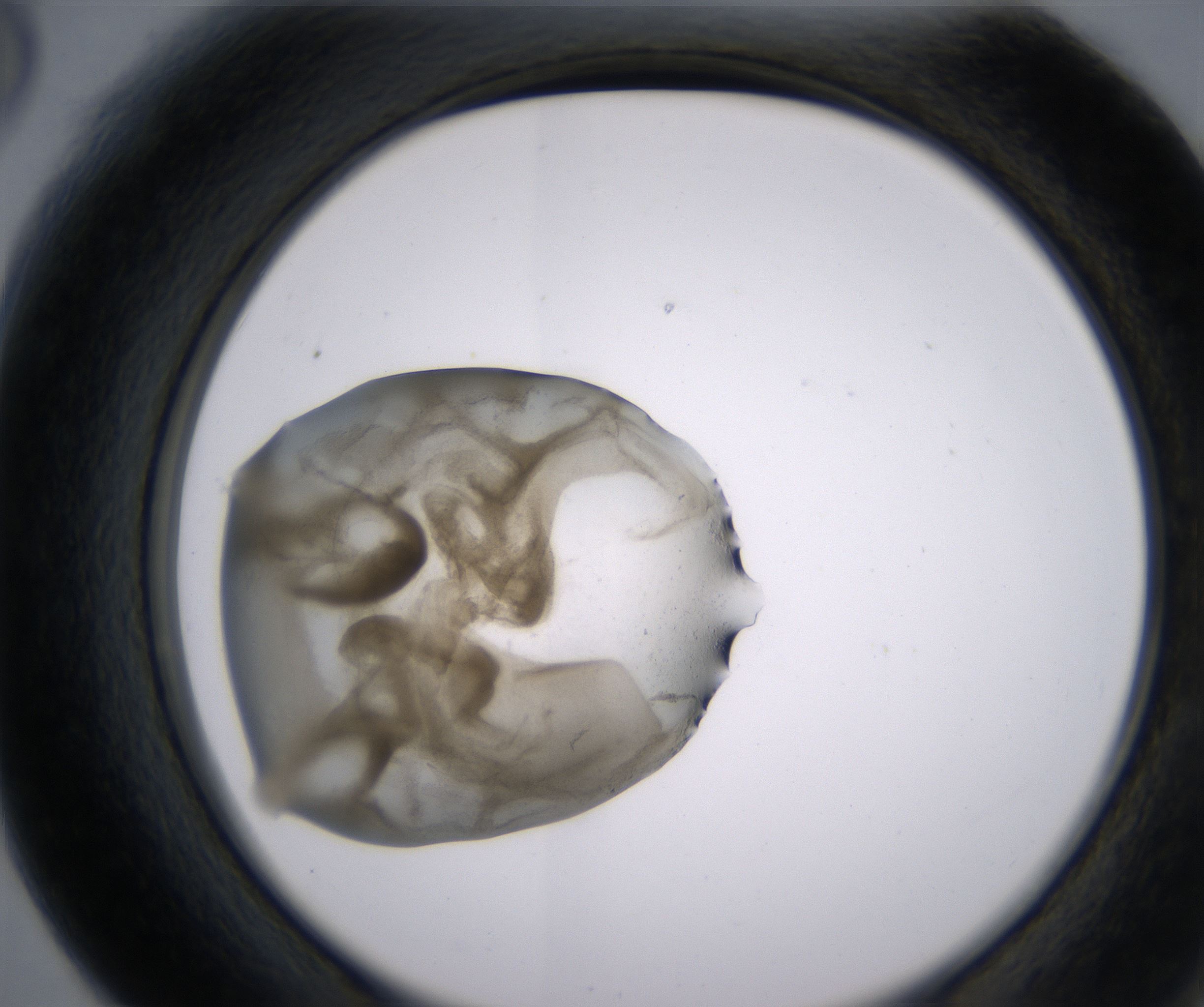 F6_HighResolution_Precipitate_2.jpg