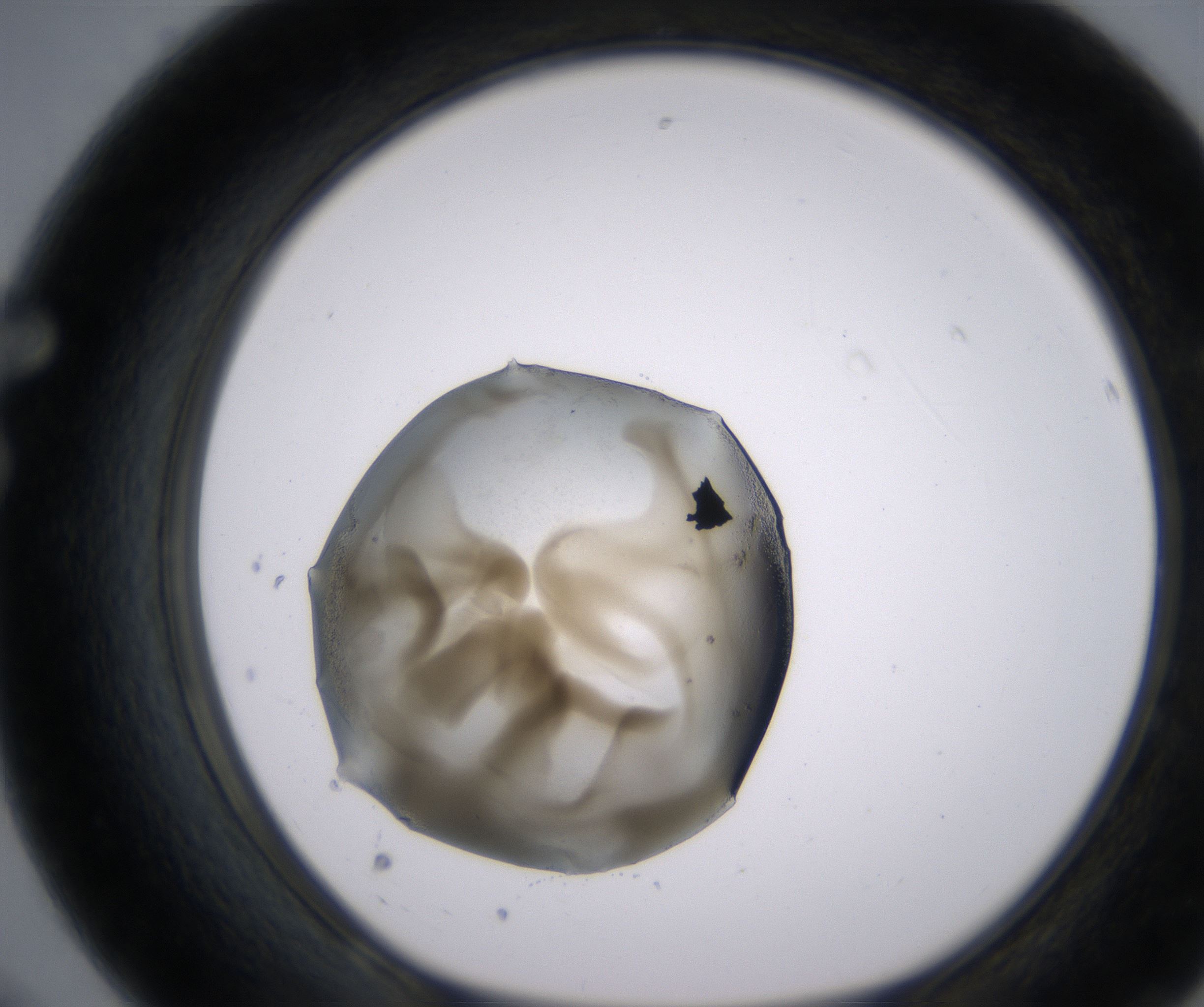 F8_HighResolution_Precipitate_1.jpg