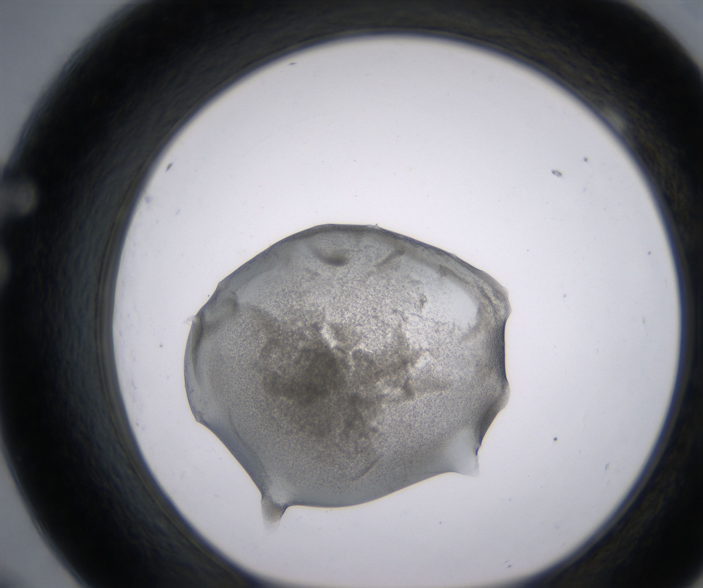 F9_HighResolution_Precipitate_1.jpg