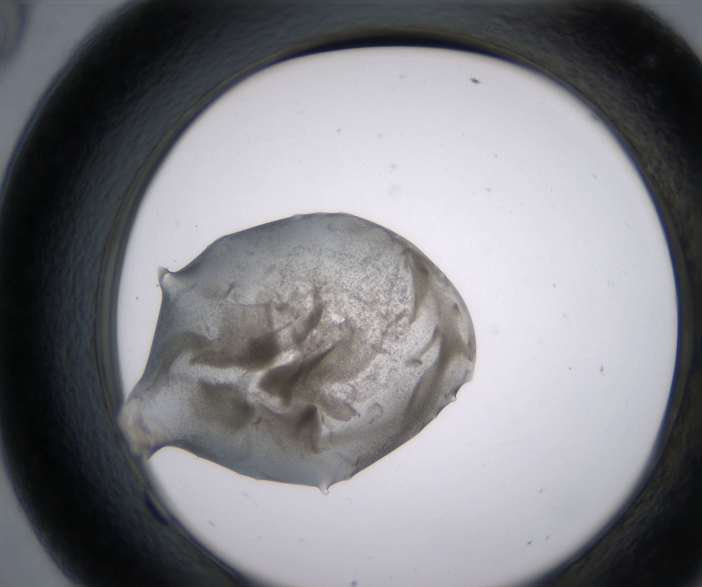 F9_HighResolution_Precipitate_2.jpg