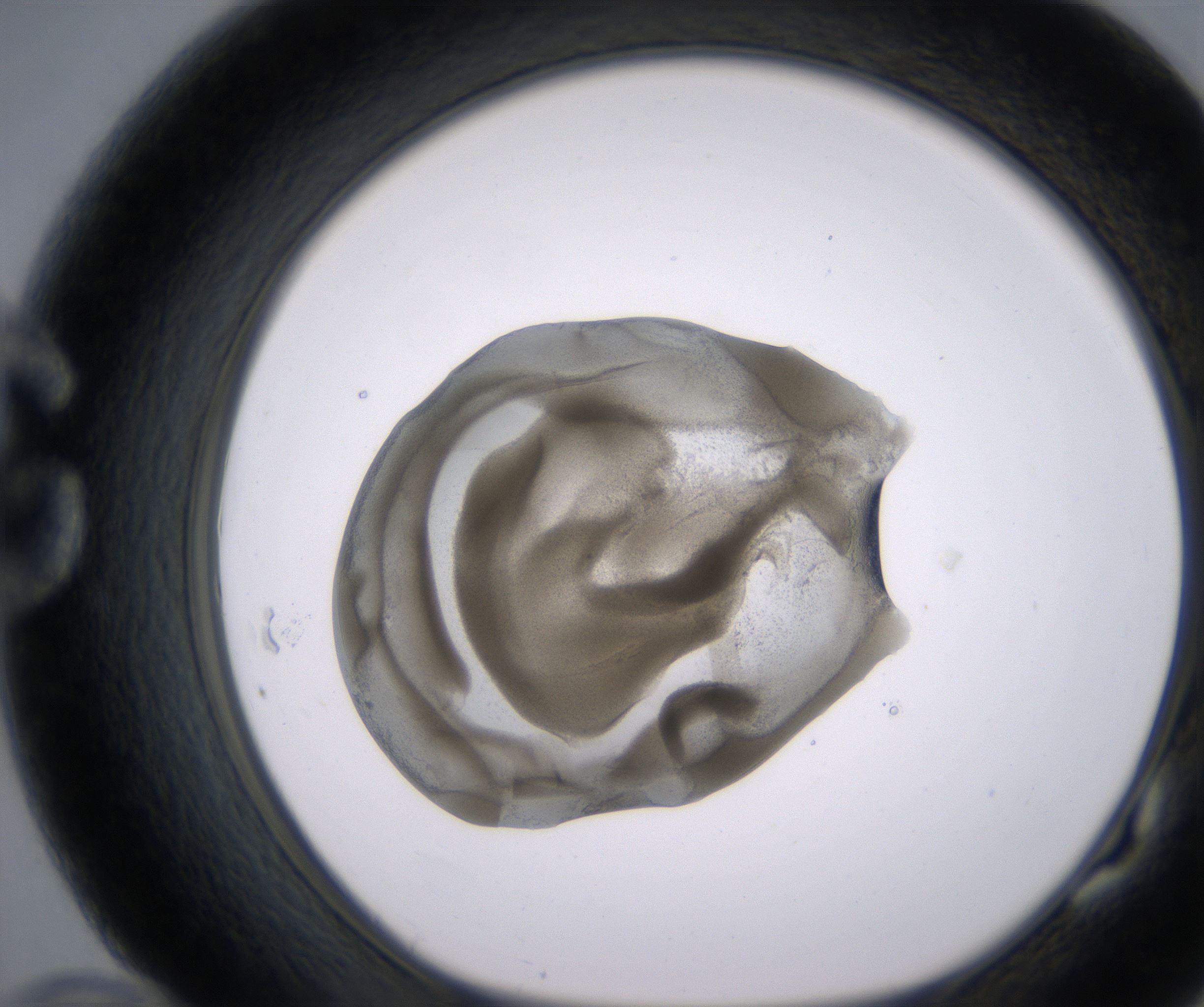 G10_HighResolution_Precipitate_1.jpg