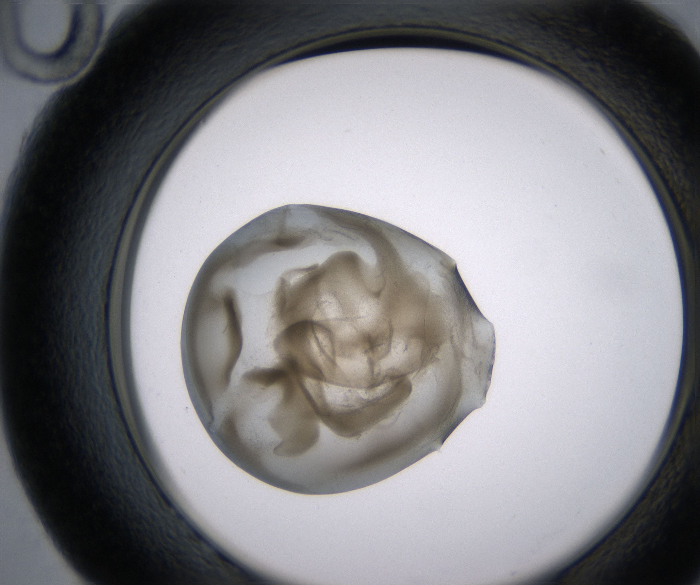 G10_HighResolution_Precipitate_2.jpg