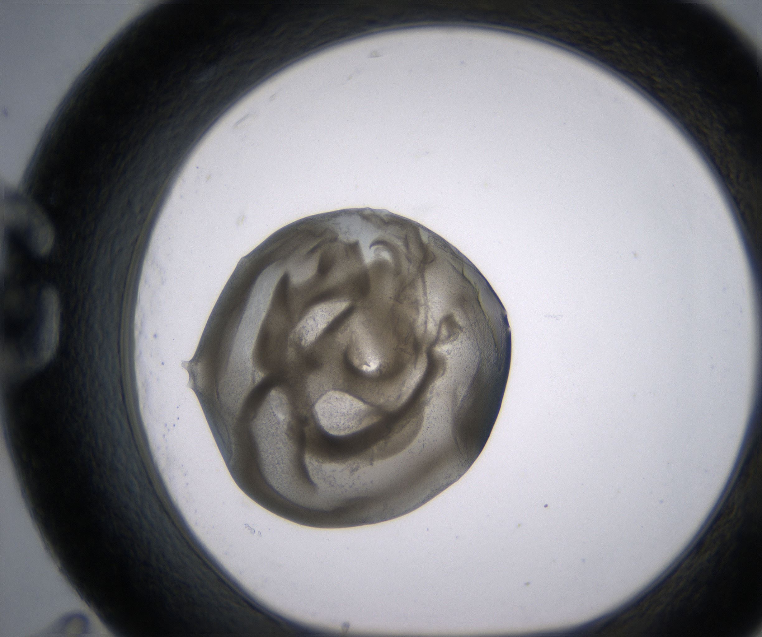 G11_HighResolution_Precipitate_1.jpg
