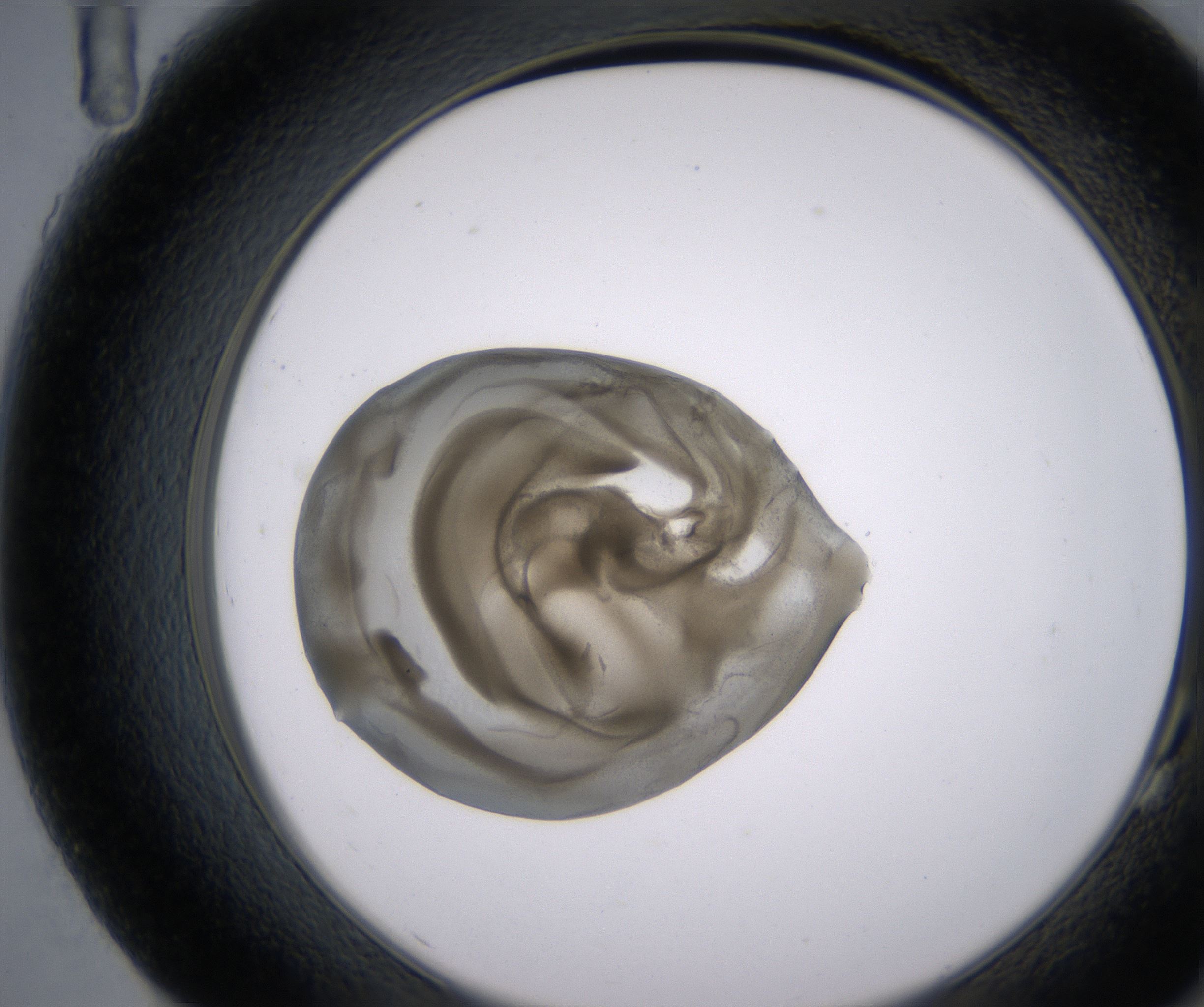 G11_HighResolution_Precipitate_2.jpg