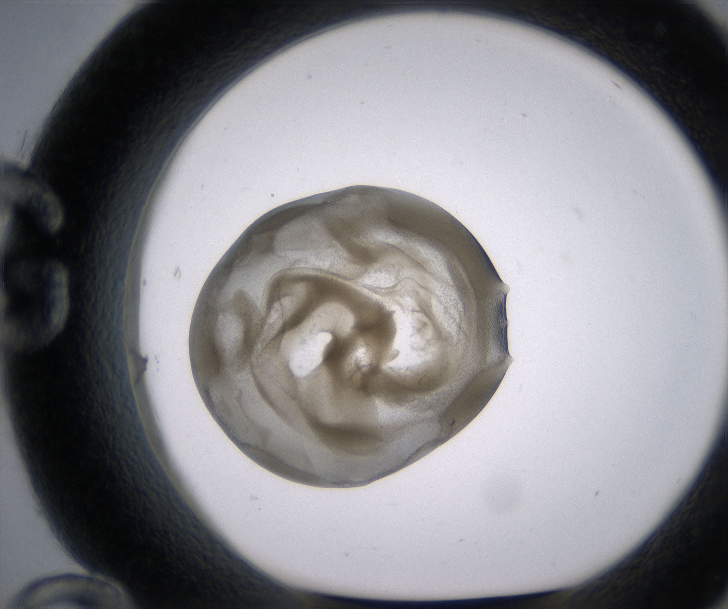 G12_HighResolution_Precipitate_1.jpg