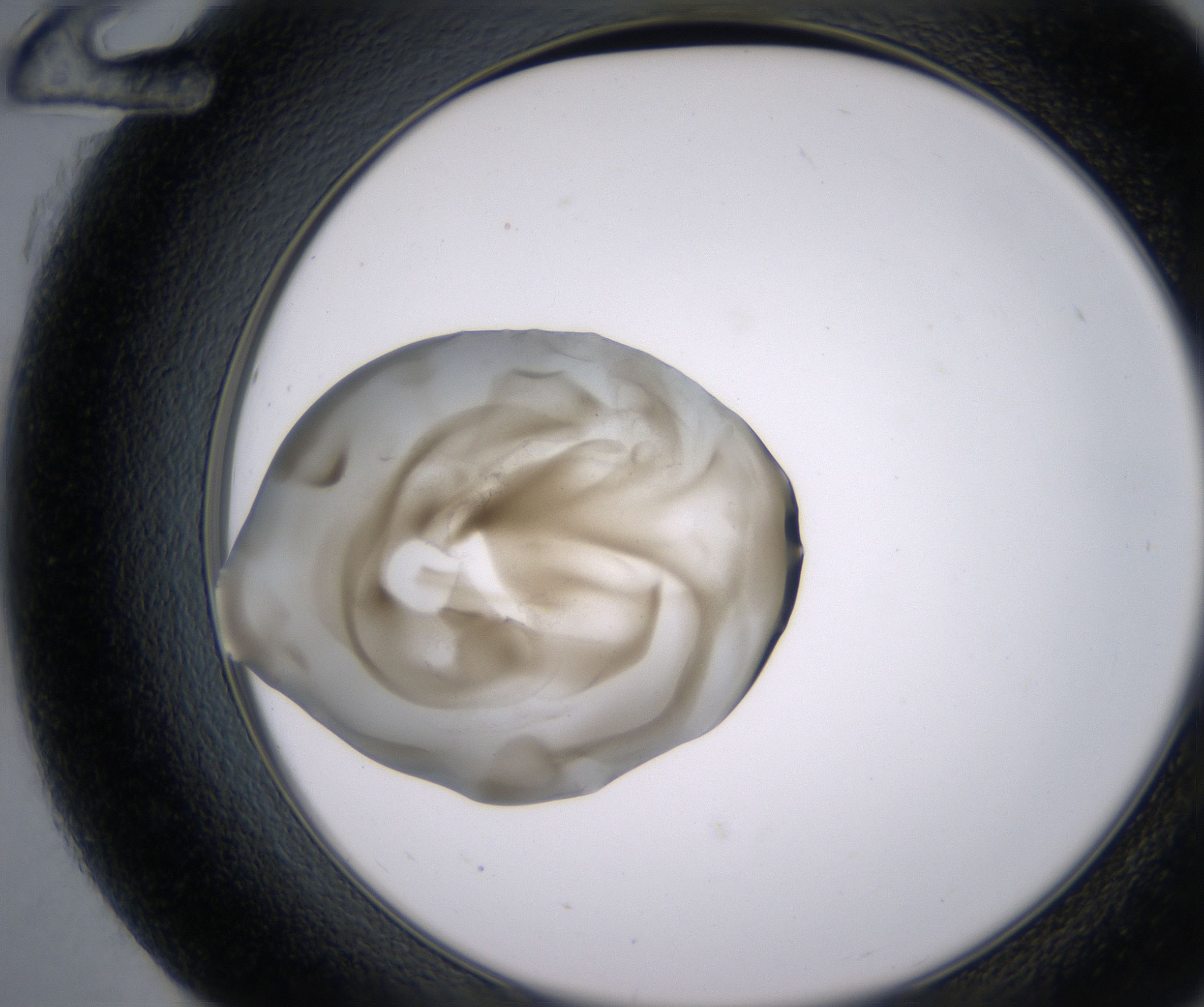G12_HighResolution_Precipitate_2.jpg