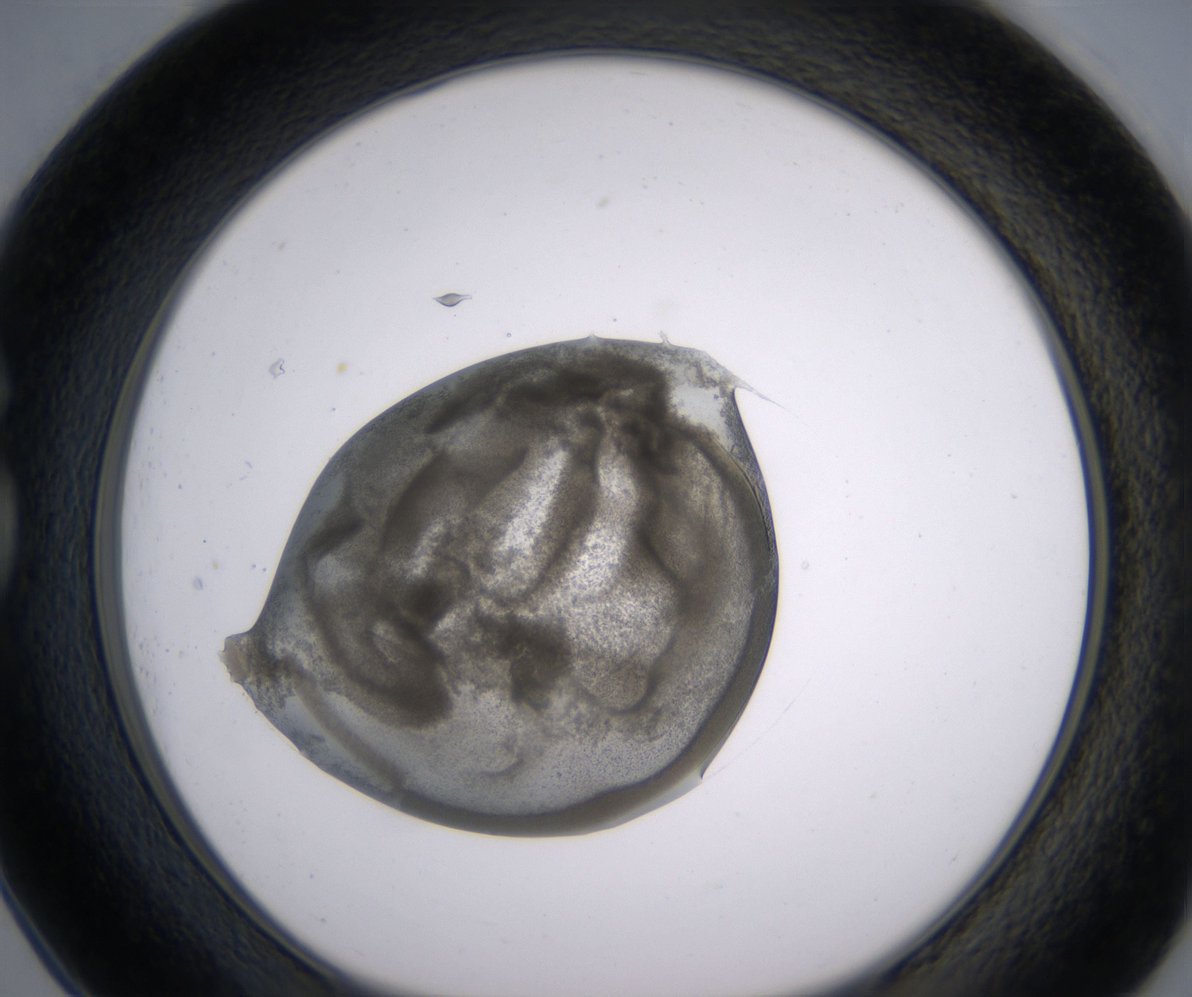 G1_HighResolution_Precipitate_1.jpg