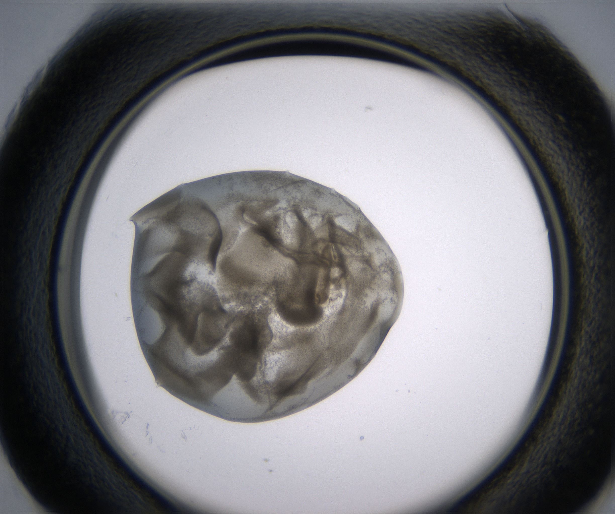 G1_HighResolution_Precipitate_2.jpg