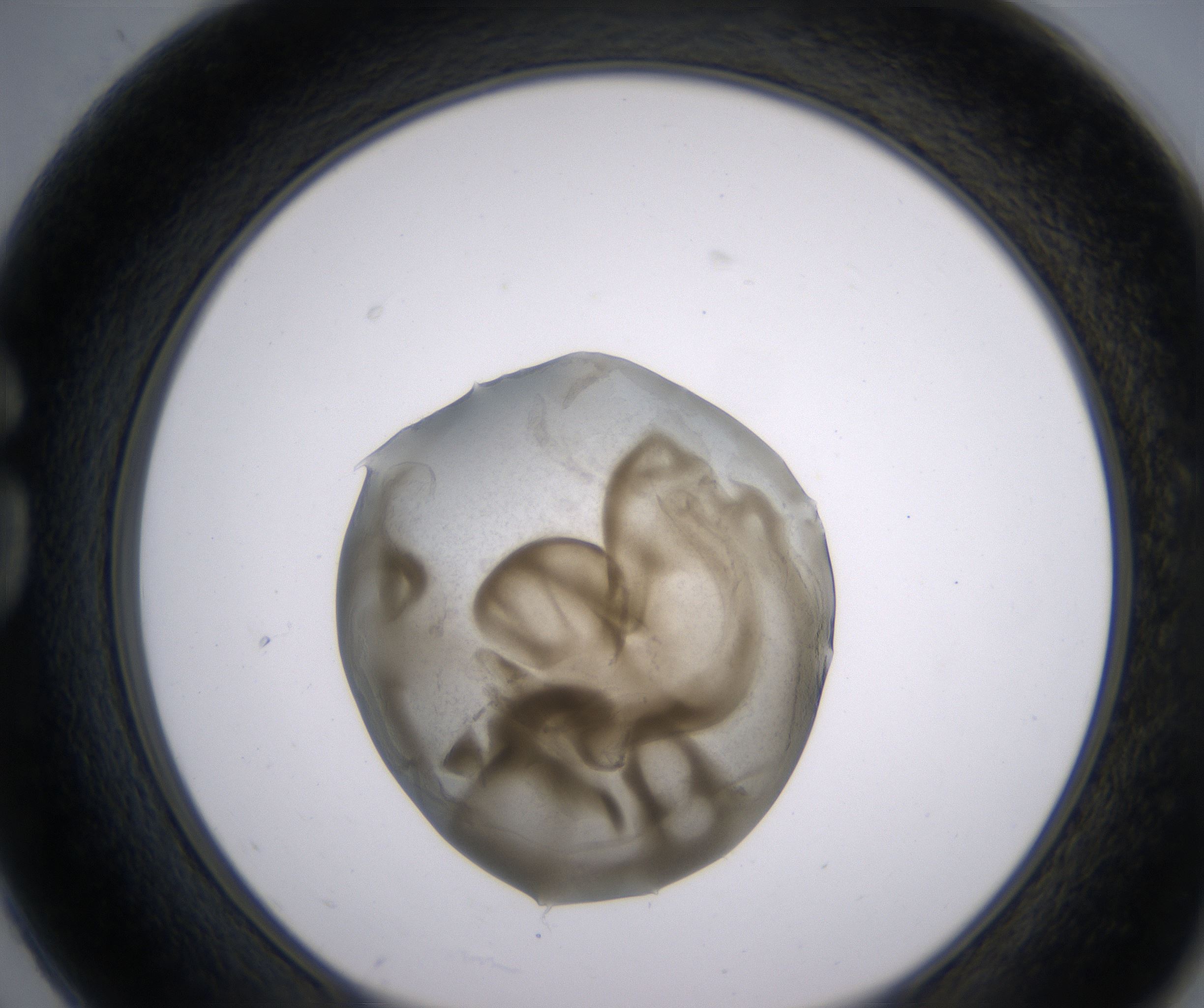 G2_HighResolution_Precipitate_1.jpg