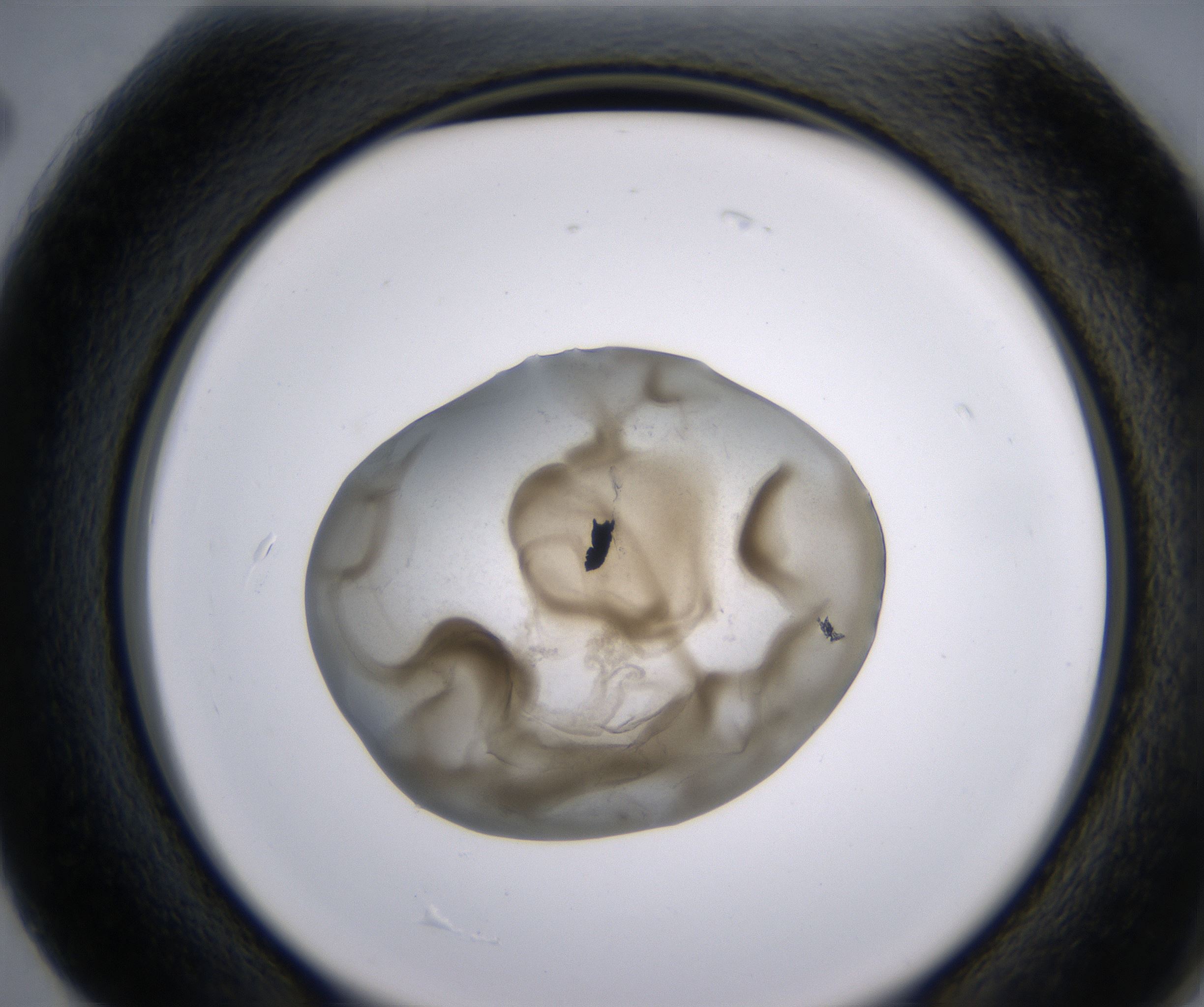 G2_HighResolution_Precipitate_2.jpg
