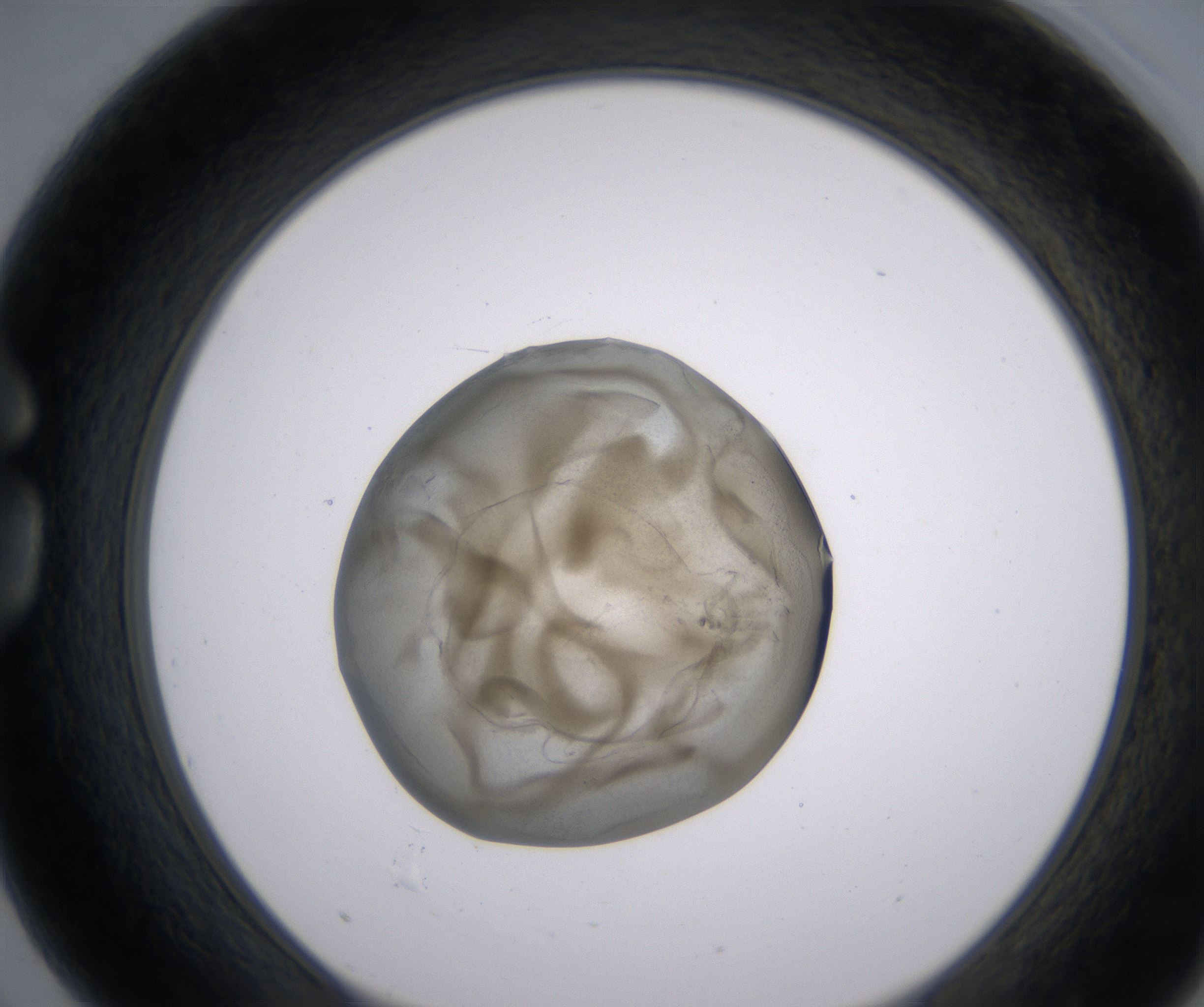 G3_HighResolution_Precipitate_1.jpg