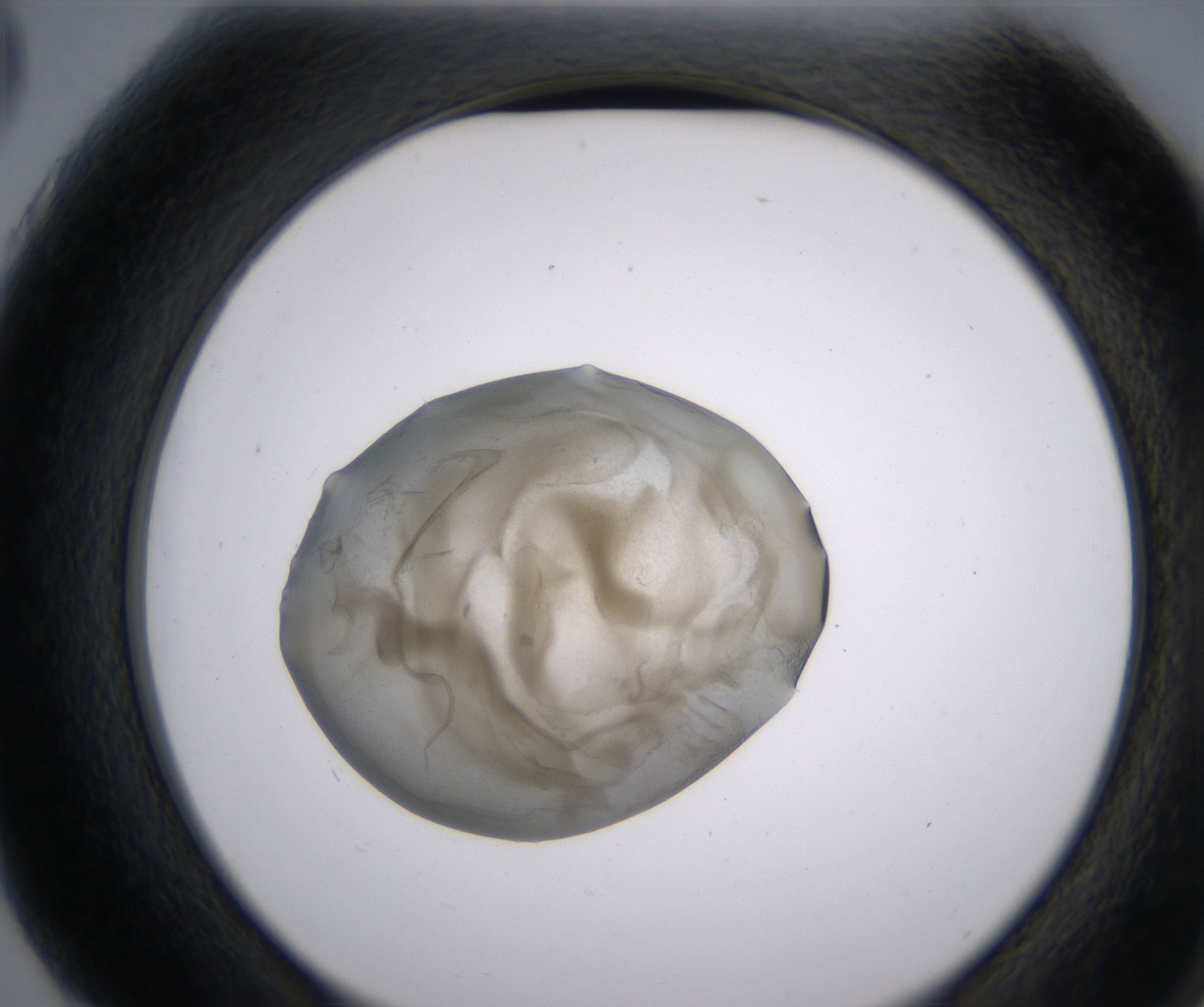 G3_HighResolution_Precipitate_2.jpg