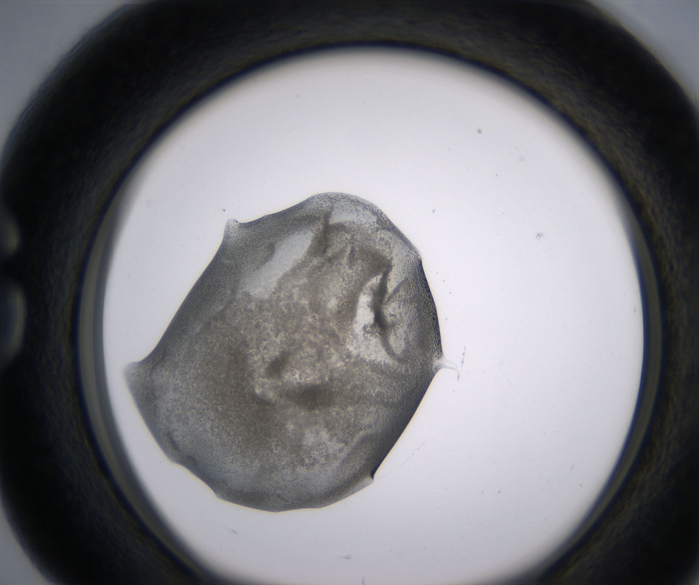 G4_HighResolution_Precipitate_1.jpg