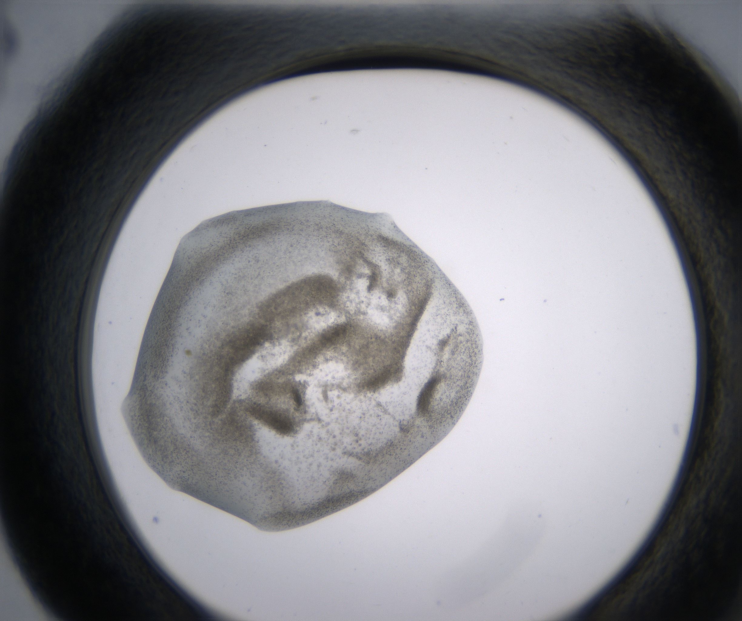 G4_HighResolution_Precipitate_2.jpg
