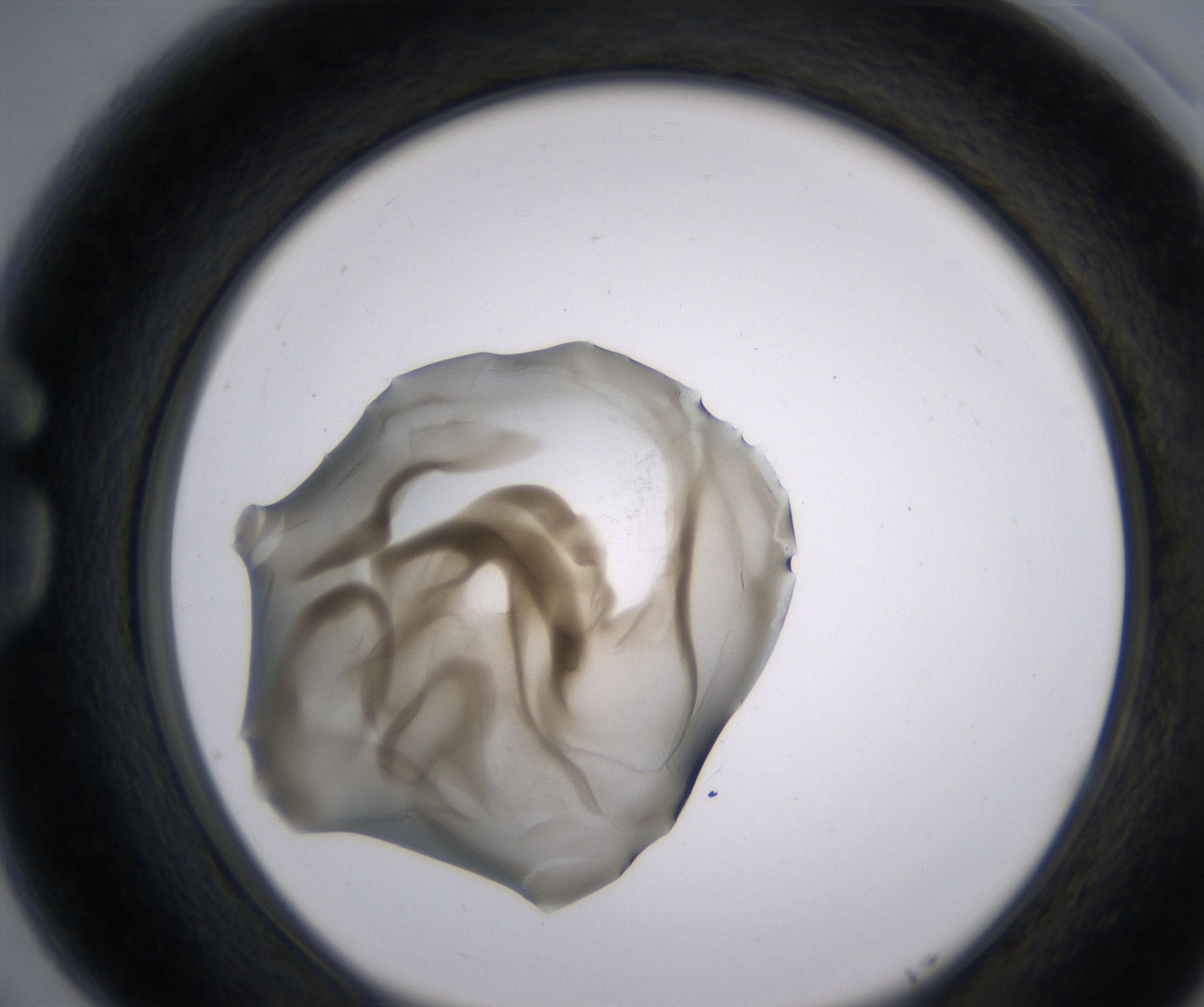 G5_HighResolution_Precipitate_1.jpg