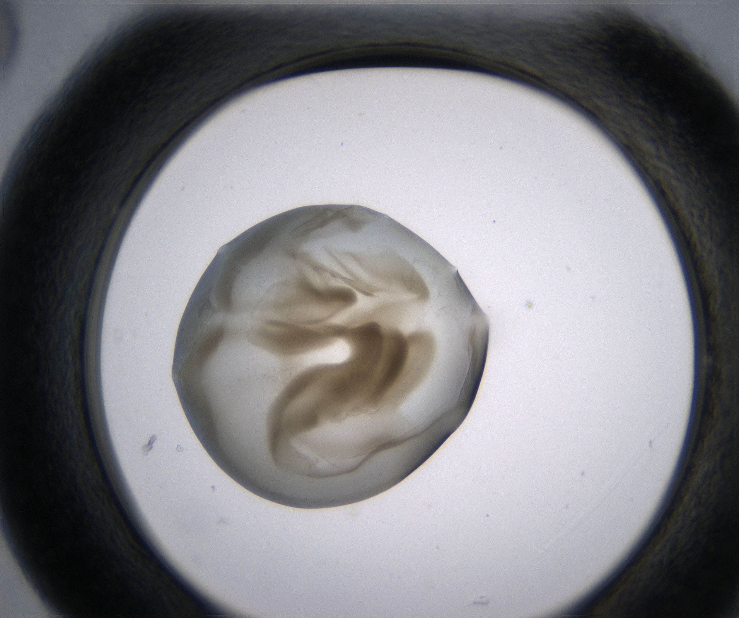 G5_HighResolution_Precipitate_2.jpg