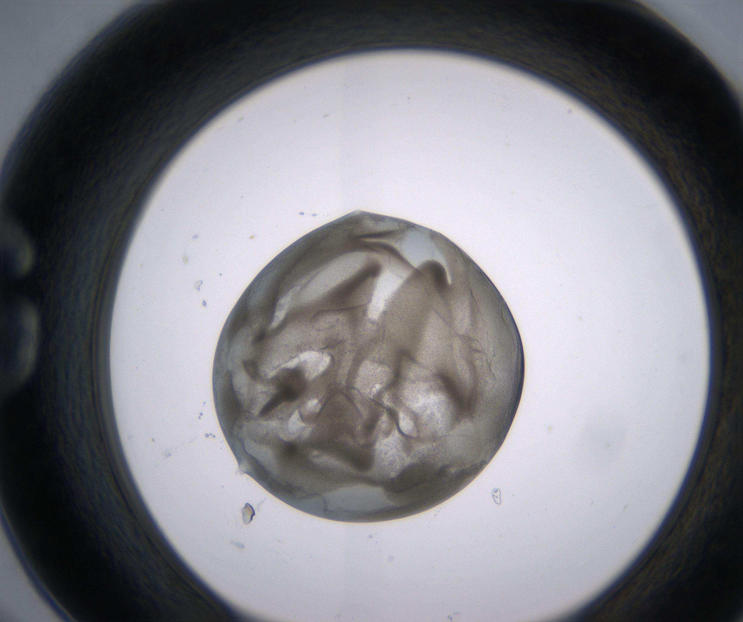 G6_HighResolution_Precipitate_1.jpg