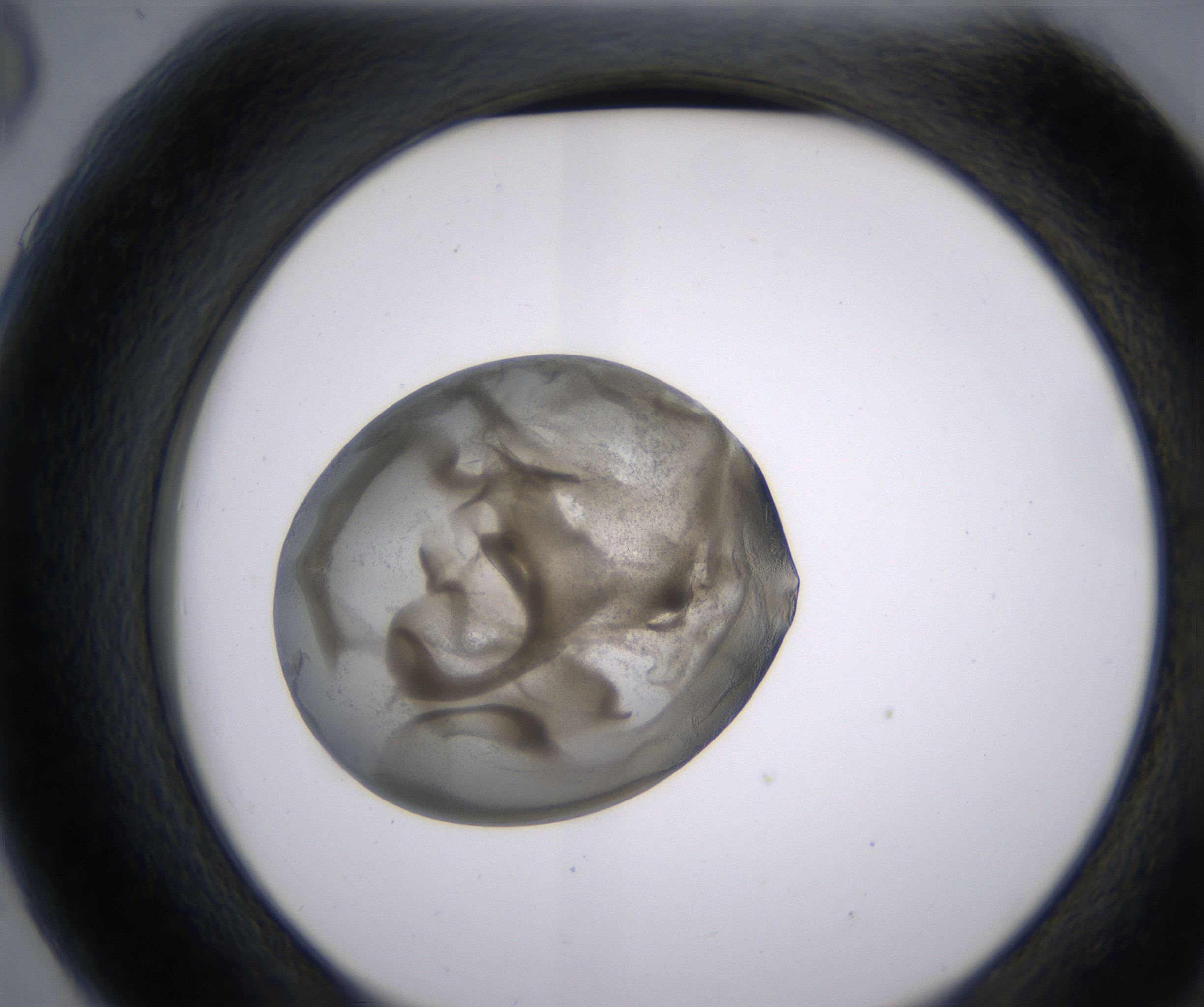 G6_HighResolution_Precipitate_2.jpg