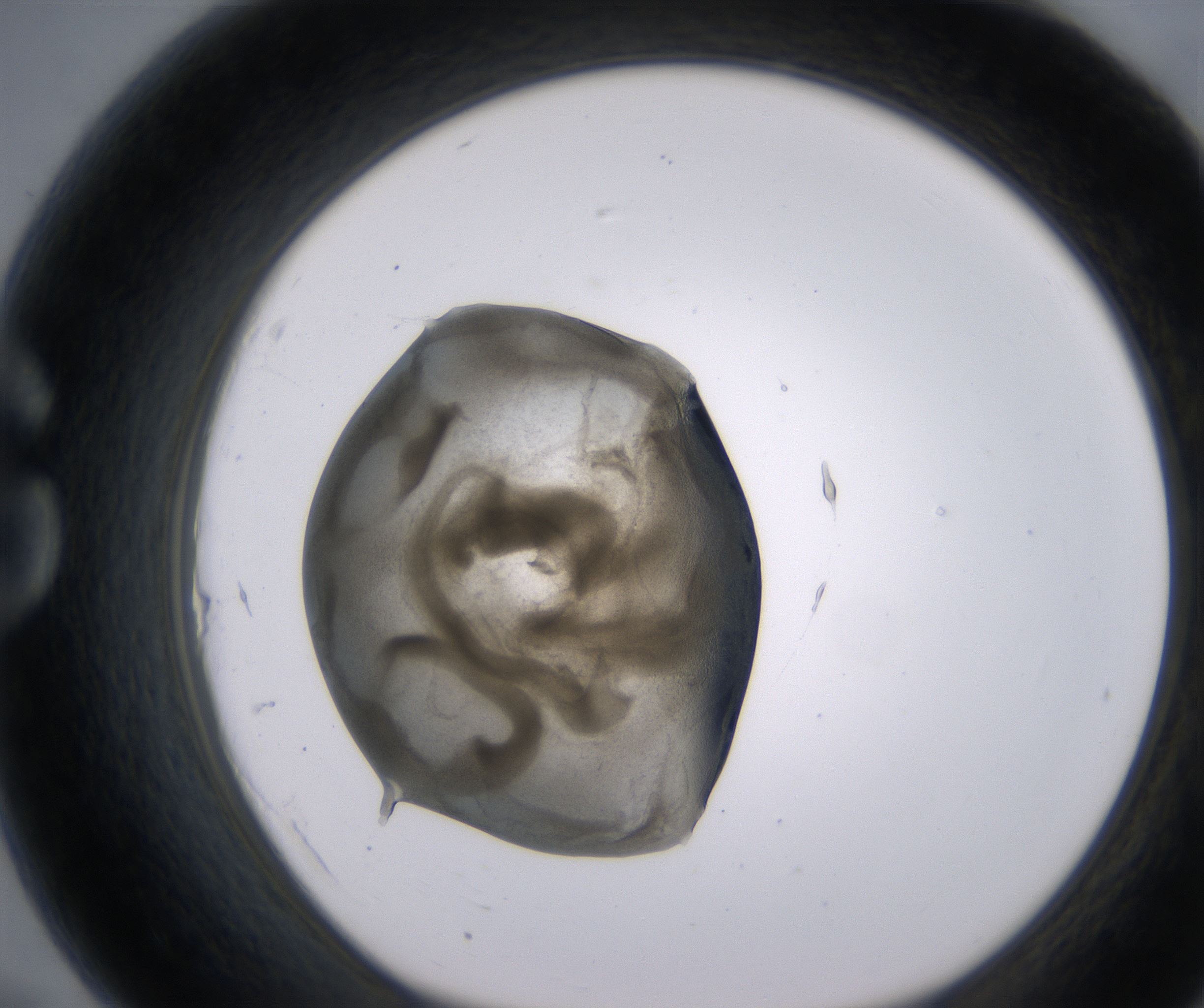 G7_HighResolution_Precipitate_1.jpg