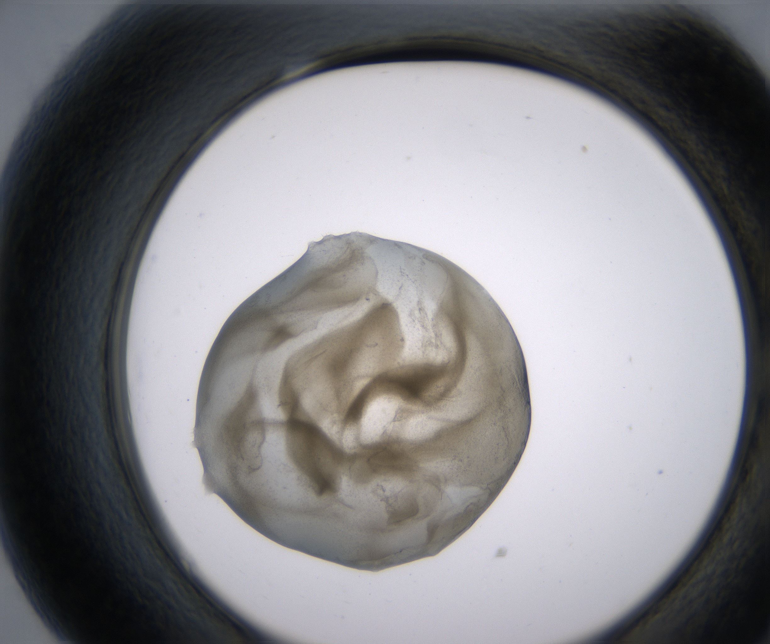 G7_HighResolution_Precipitate_2.jpg