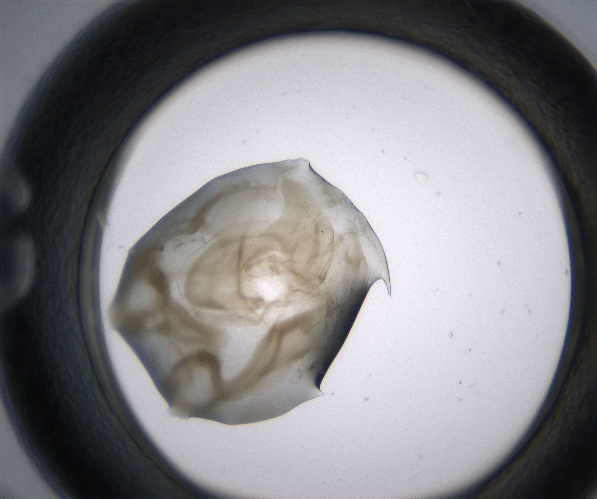 G8_HighResolution_Precipitate_1.jpg