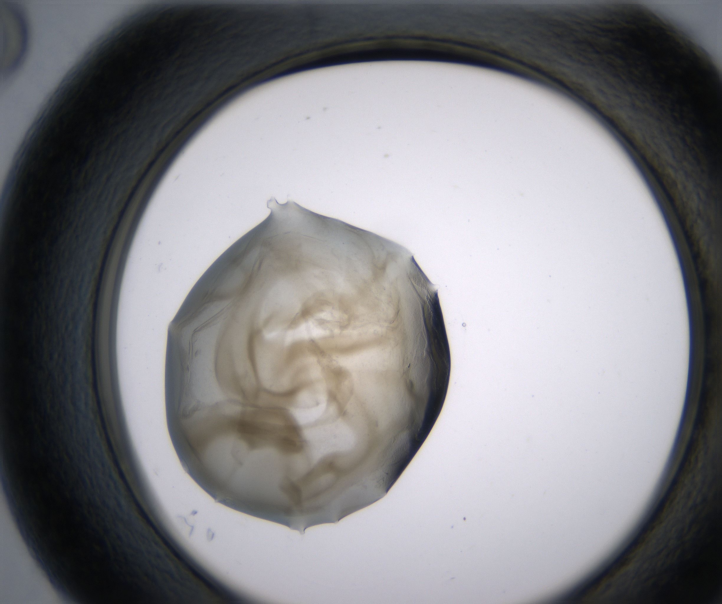 G8_HighResolution_Precipitate_2.jpg